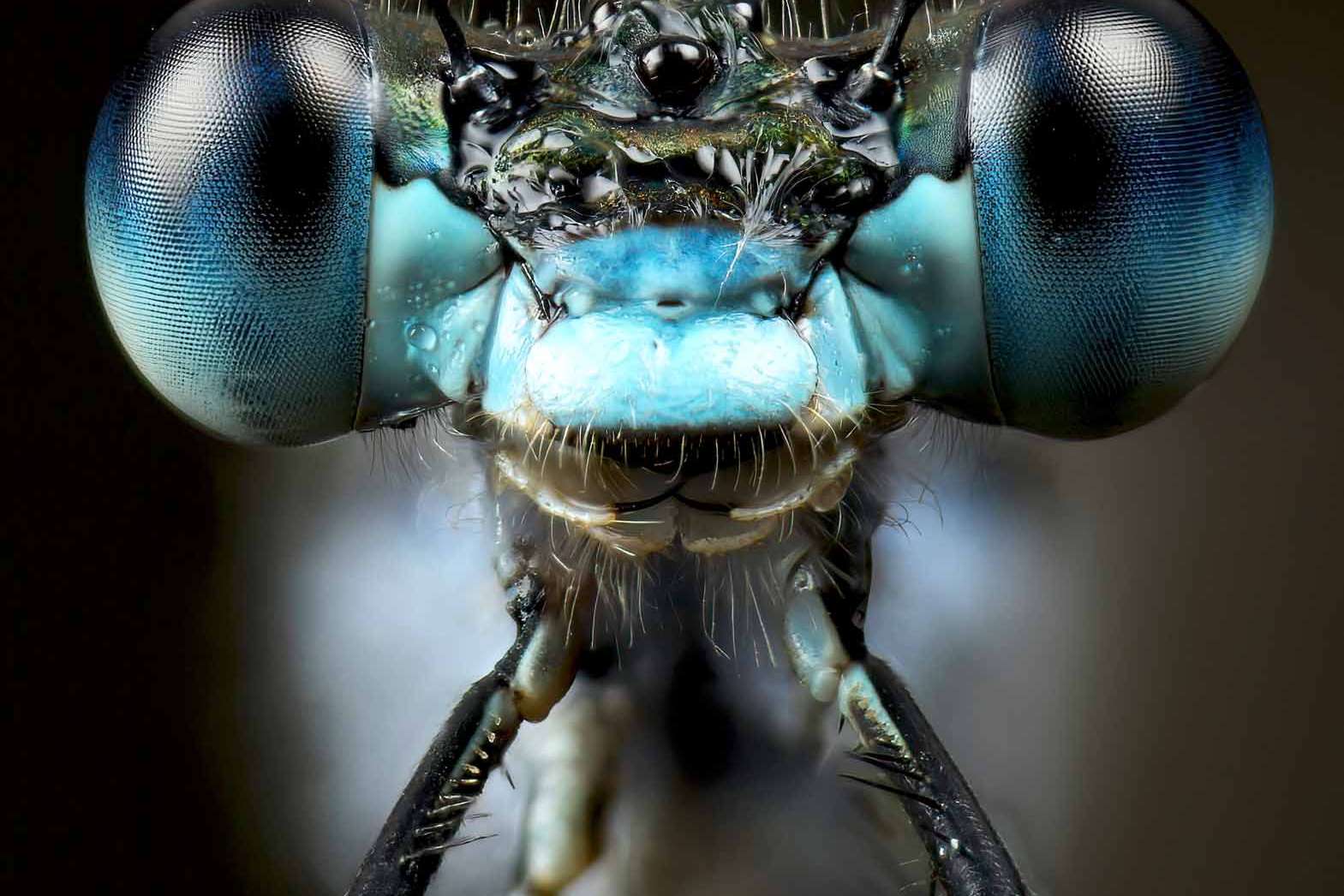 © Gustav Parenmark. Sveriges Unga Naturfotografer.