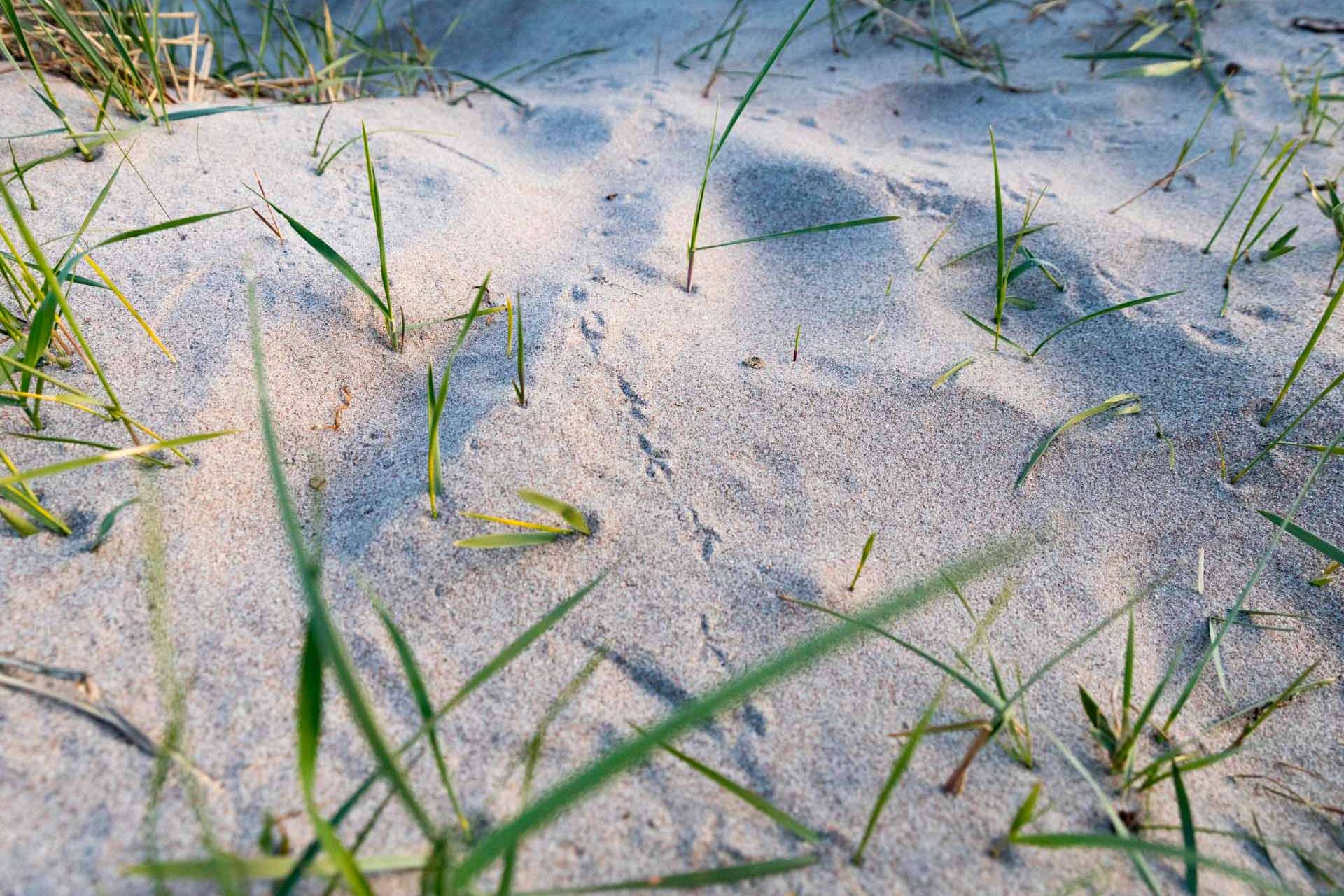 © Julia Westergren. Sveriges Unga Naturfotografer.