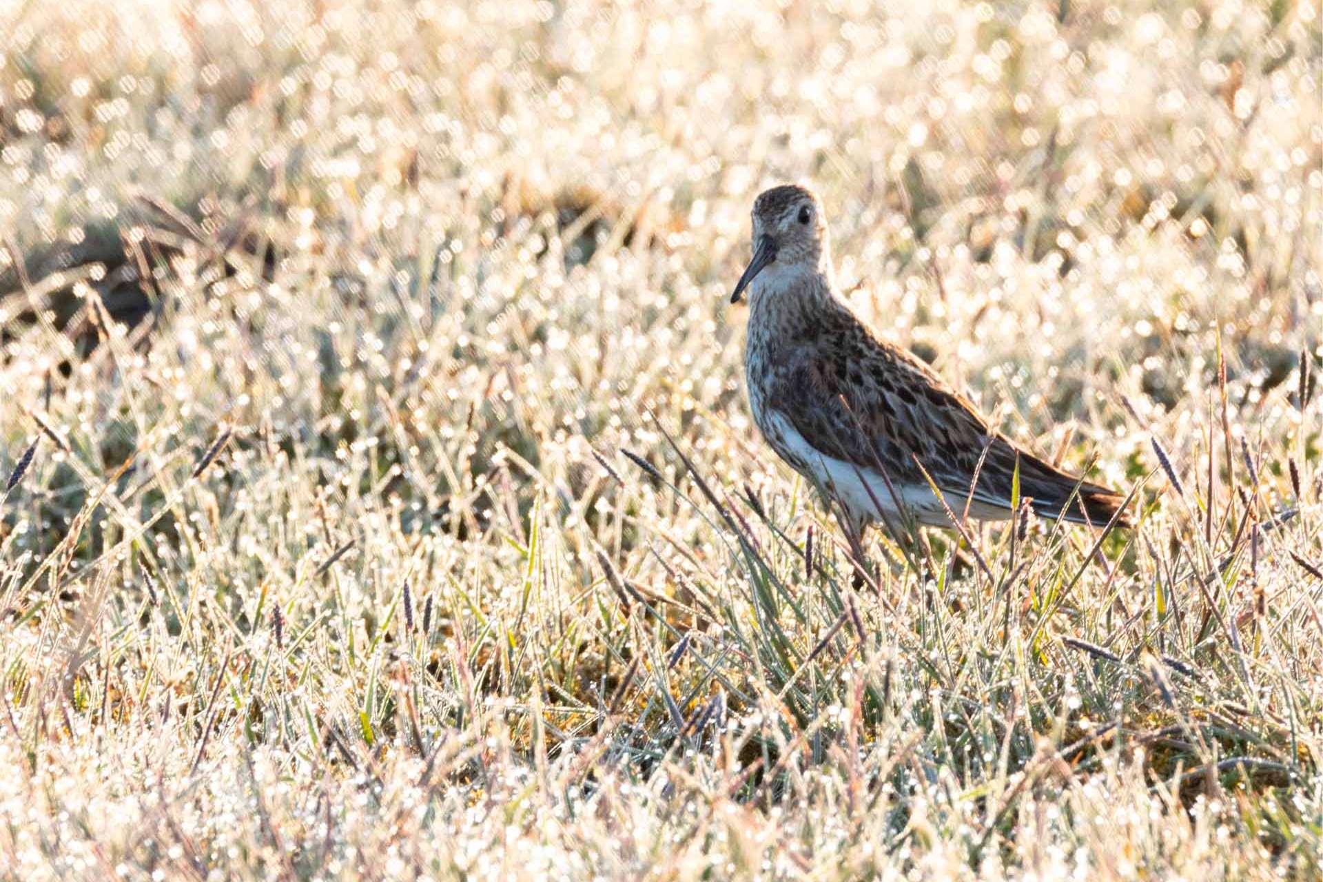 © Julia Westergren. Sveriges Unga Naturfotografer.