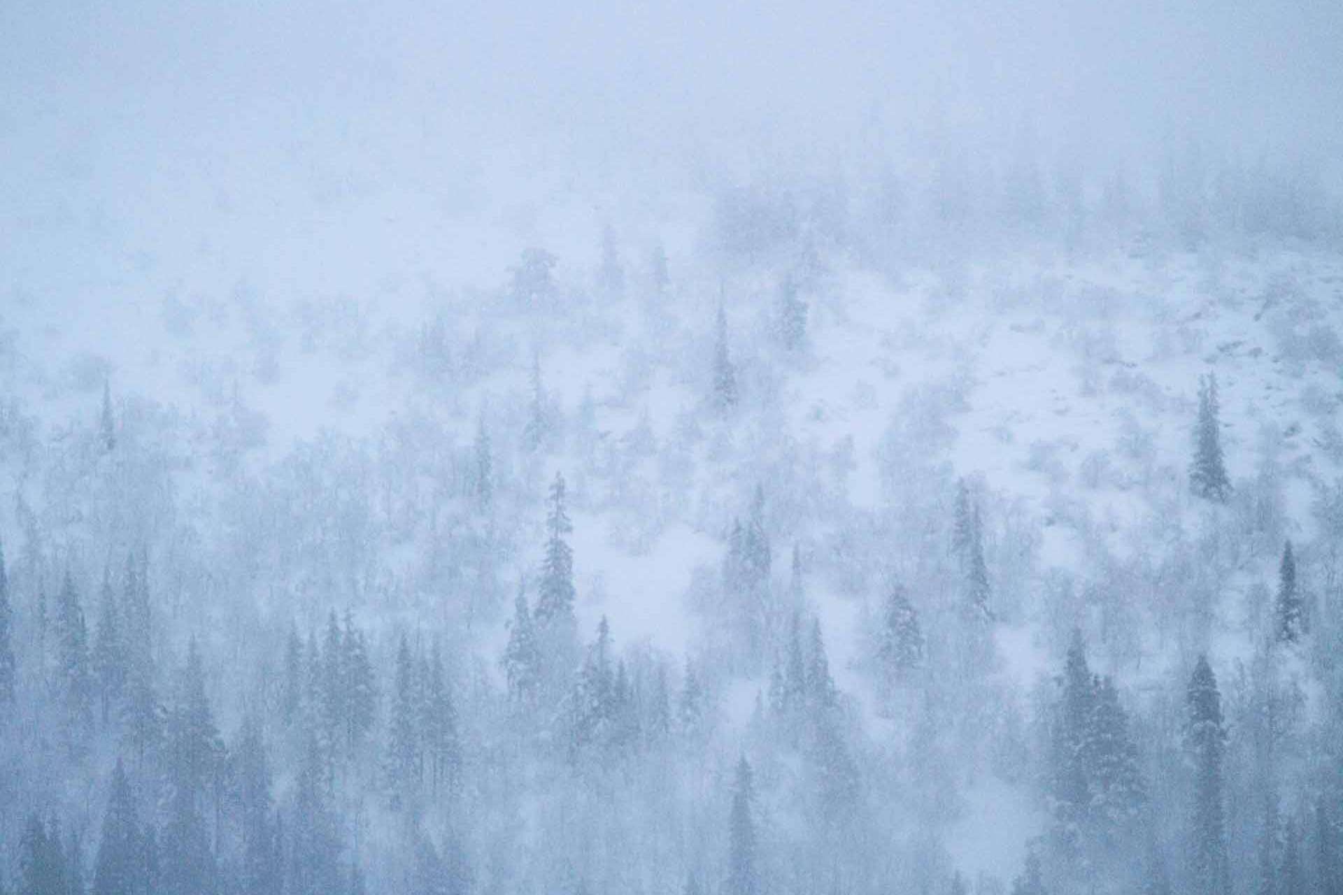 © Julia Westergren. Sveriges Unga Naturfotografer.