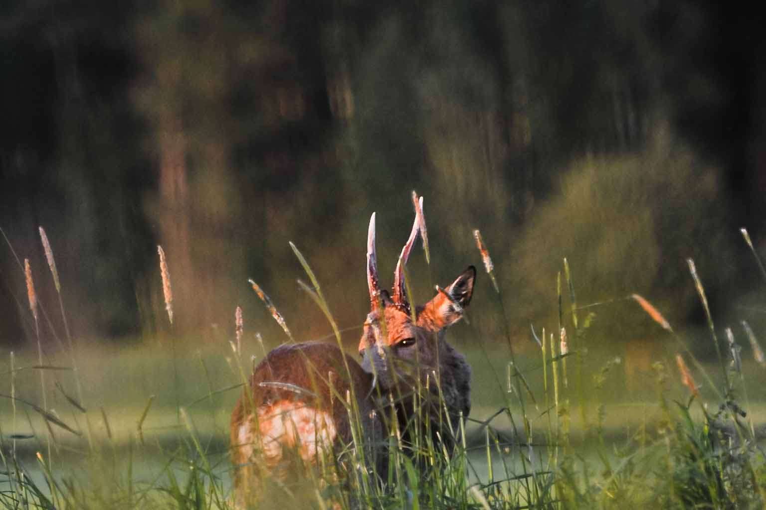 © Hampus Lundqvist von Post. Sveriges Unga Naturfotografer.