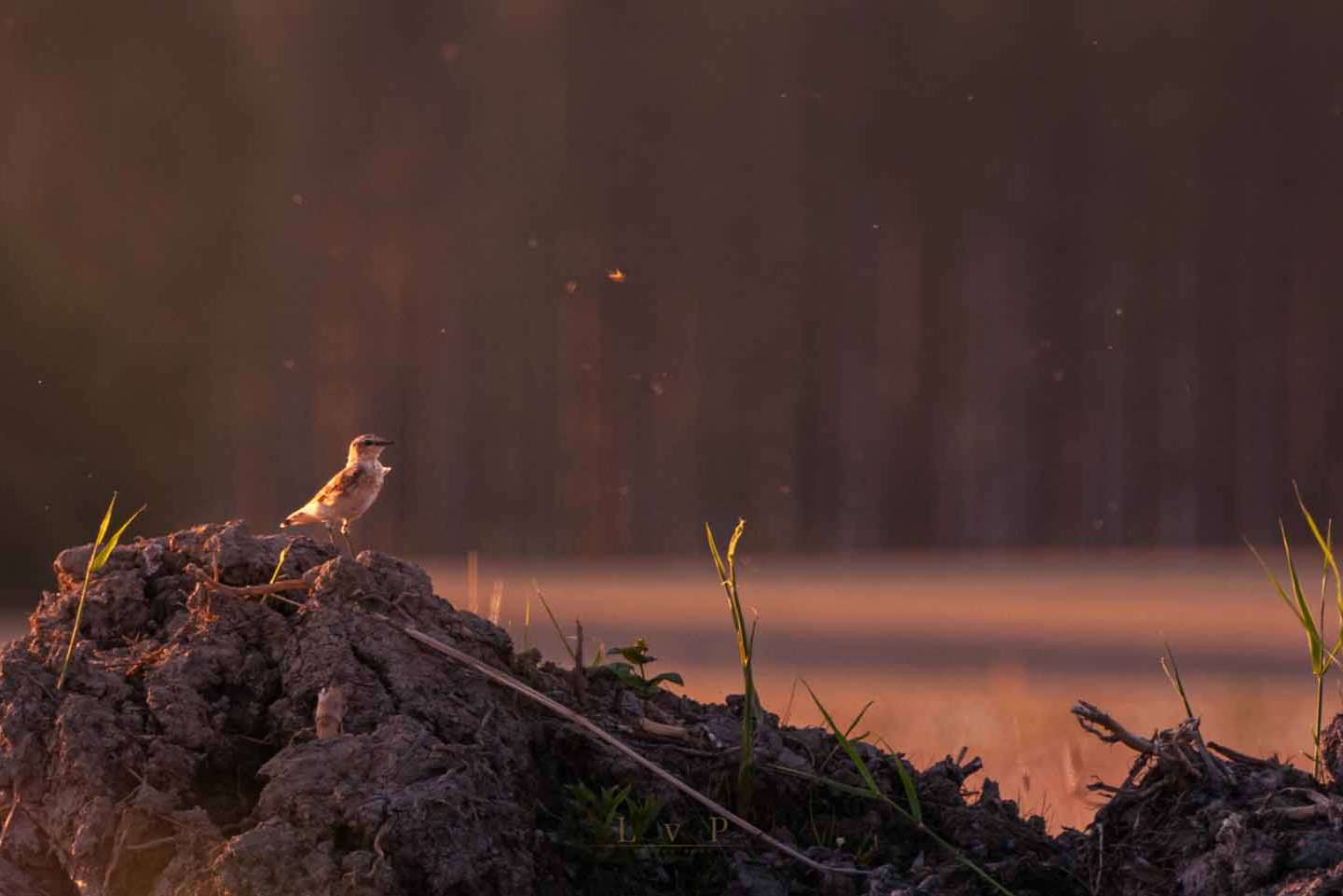 © Hampus Lundqvist von Post. Sveriges Unga Naturfotografer.