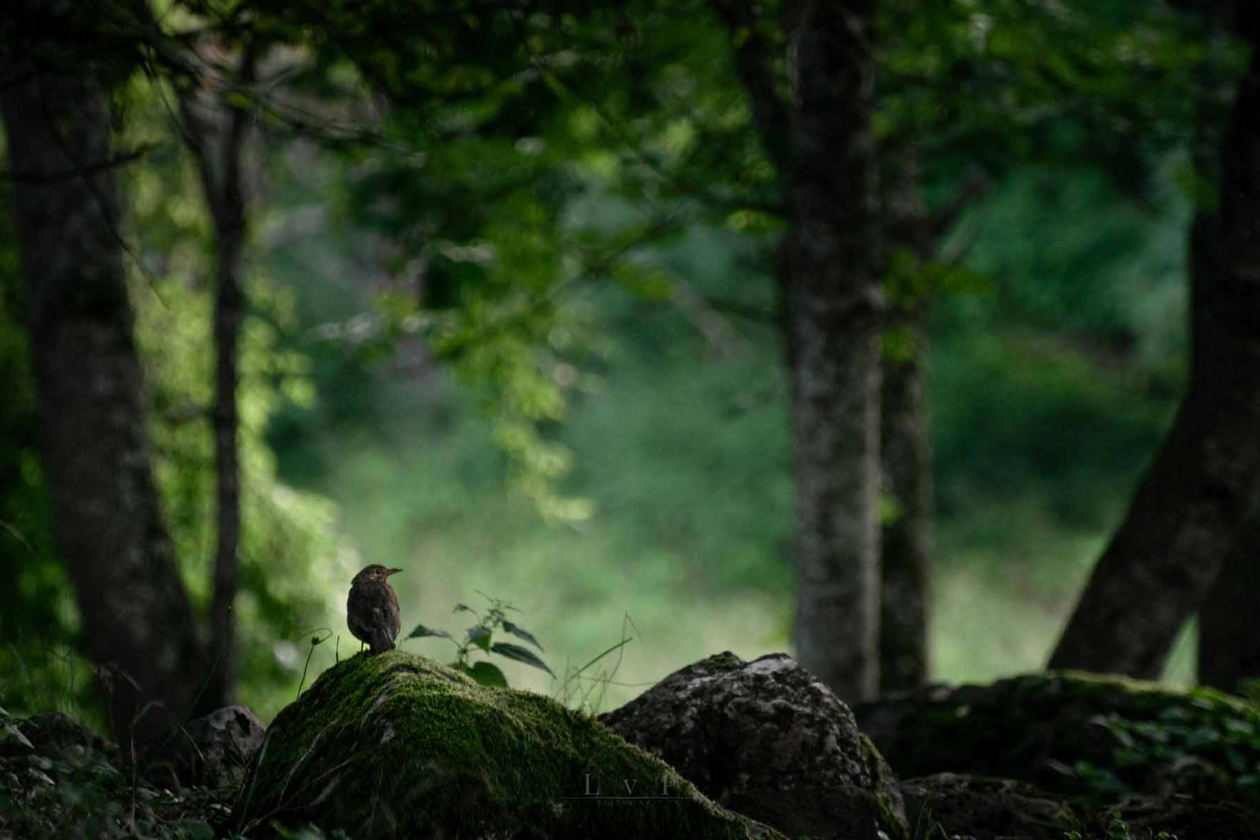 © Hampus Lundqvist von Post. Sveriges Unga Naturfotografer.