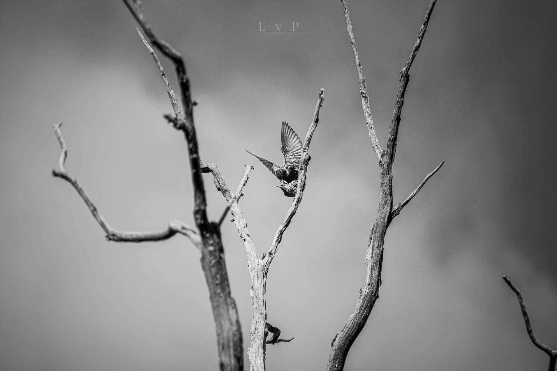 © Hampus Lundqvist von Post. Sveriges Unga Naturfotografer.