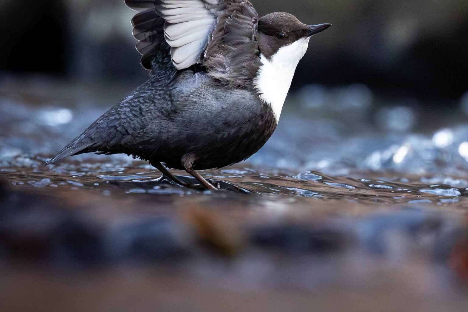 © Johan Thelander. Sveriges Unga Naturfotografer.