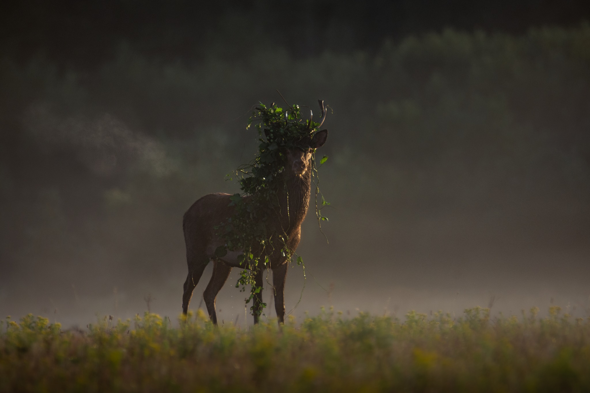 © Linus Nyblom. Sveriges Unga Naturfotografer.