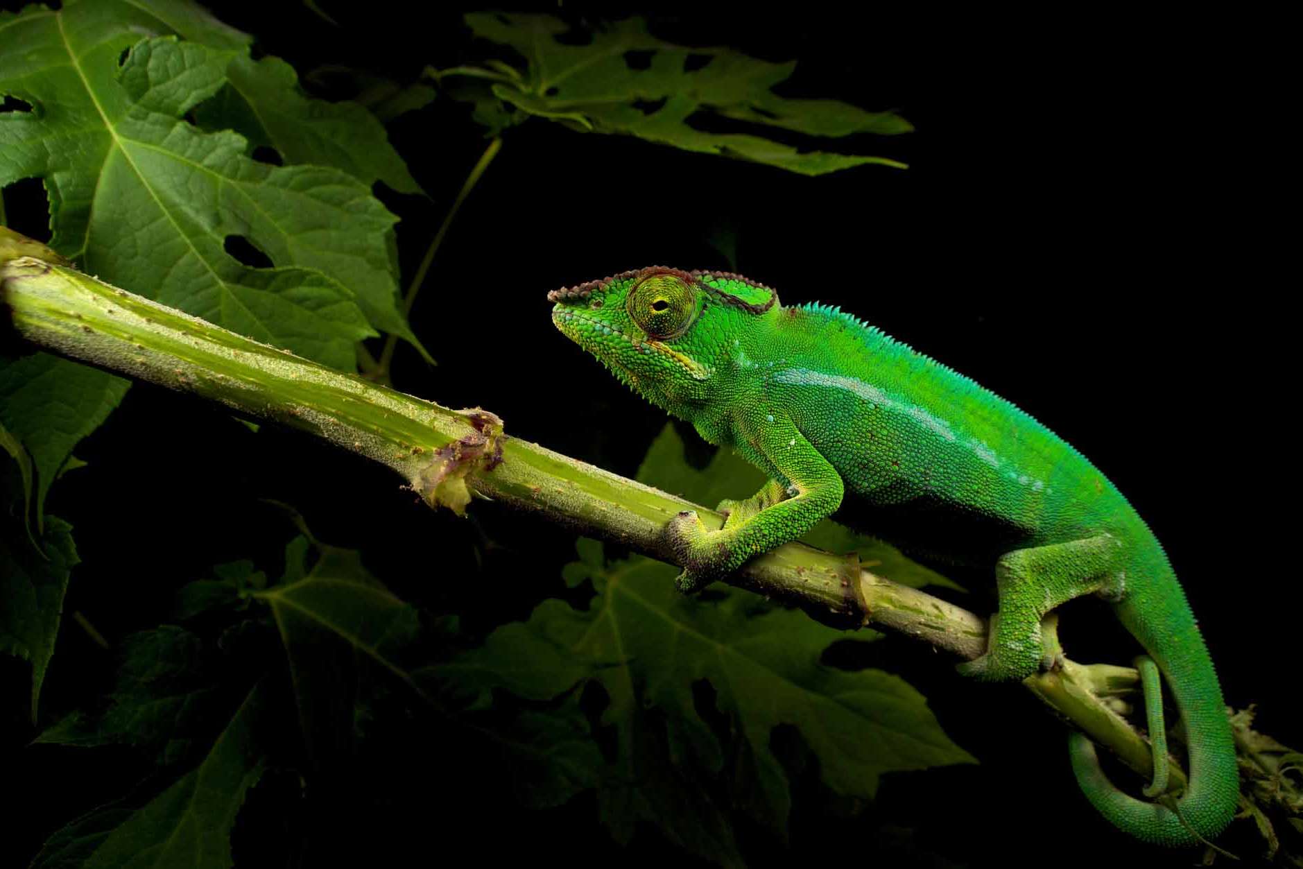 © Gustav Parenmark. Sveriges Unga Naturfotografer.