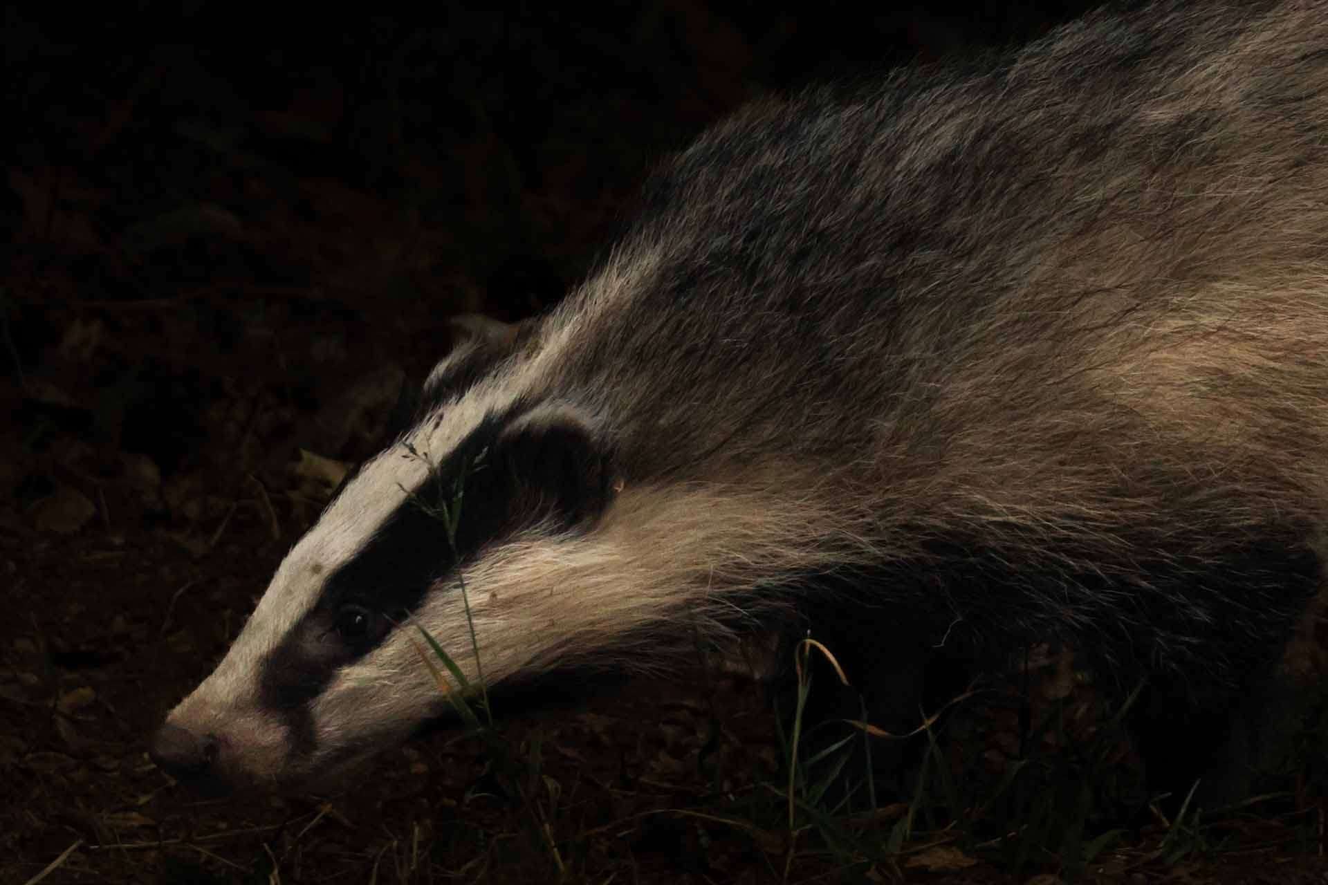 © Matilda Fägersköljd. Sveriges Unga Naturfotografer.