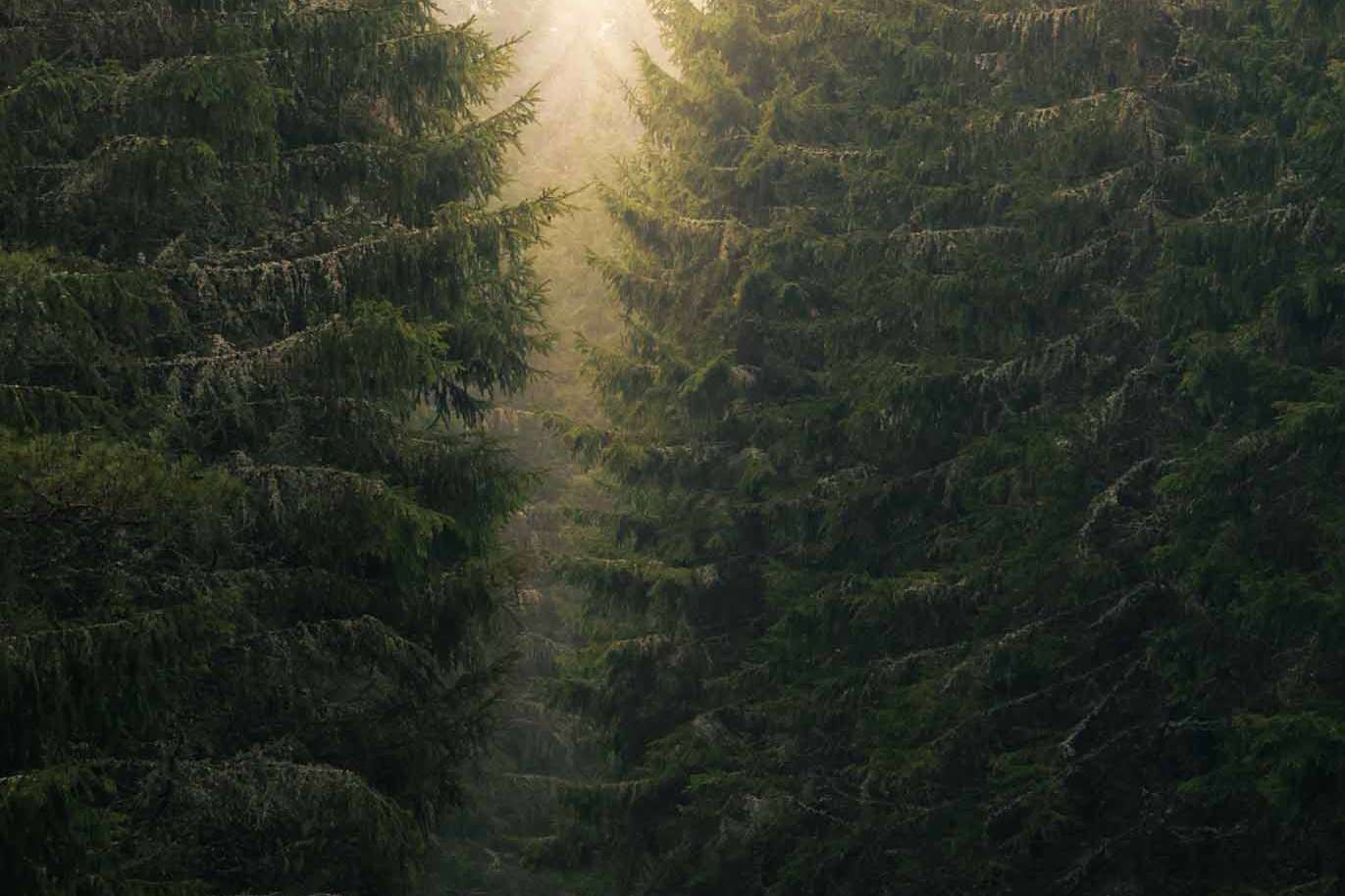 © Matilda Fägersköljd. Sveriges Unga Naturfotografer.