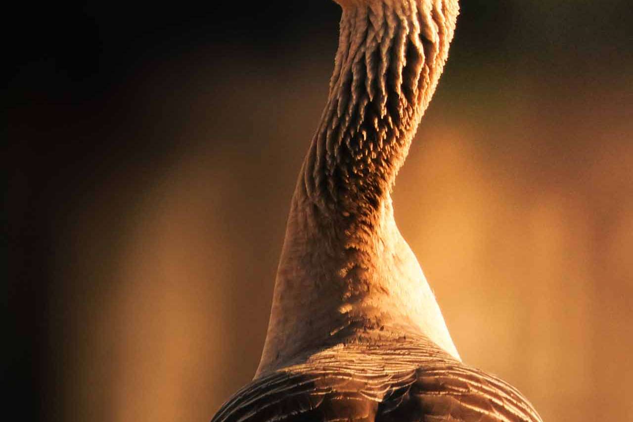 © Matilda Fägersköljd. Sveriges Unga Naturfotografer.