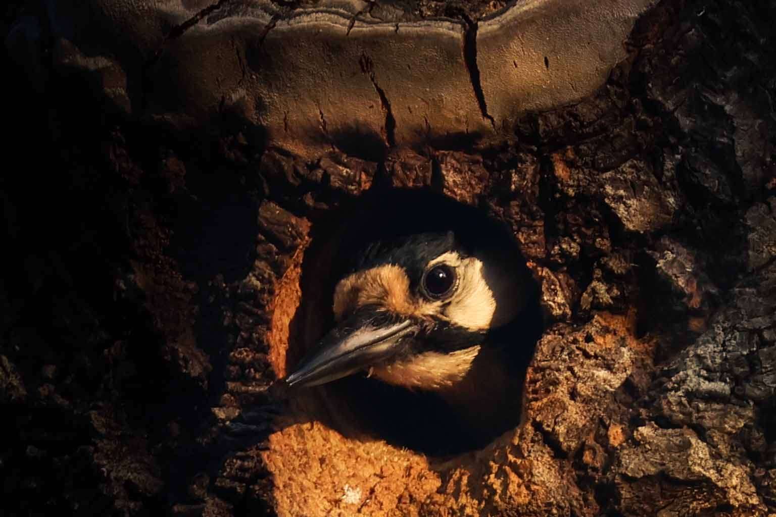 © Matilda Fägersköljd. Sveriges Unga Naturfotografer.