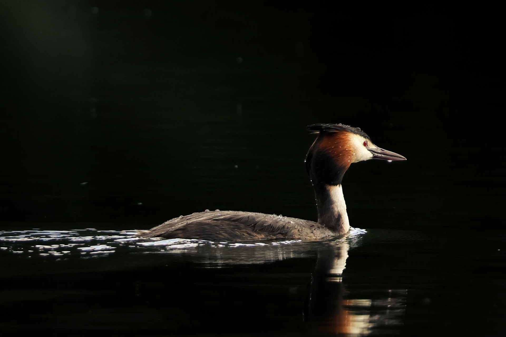 © Matilda Fägersköljd. Sveriges Unga Naturfotografer.