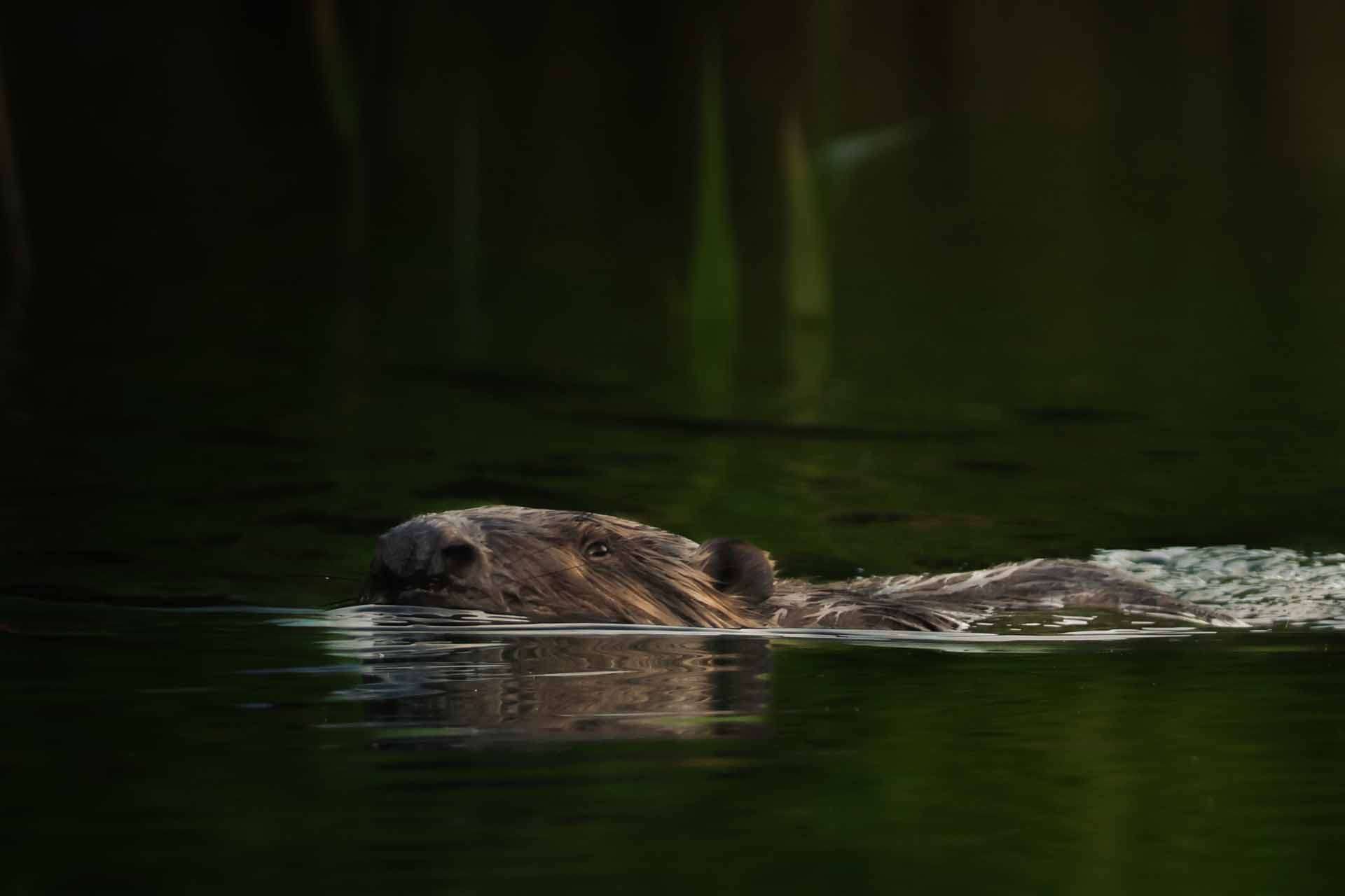 © Matilda Fägersköljd. Sveriges Unga Naturfotografer.