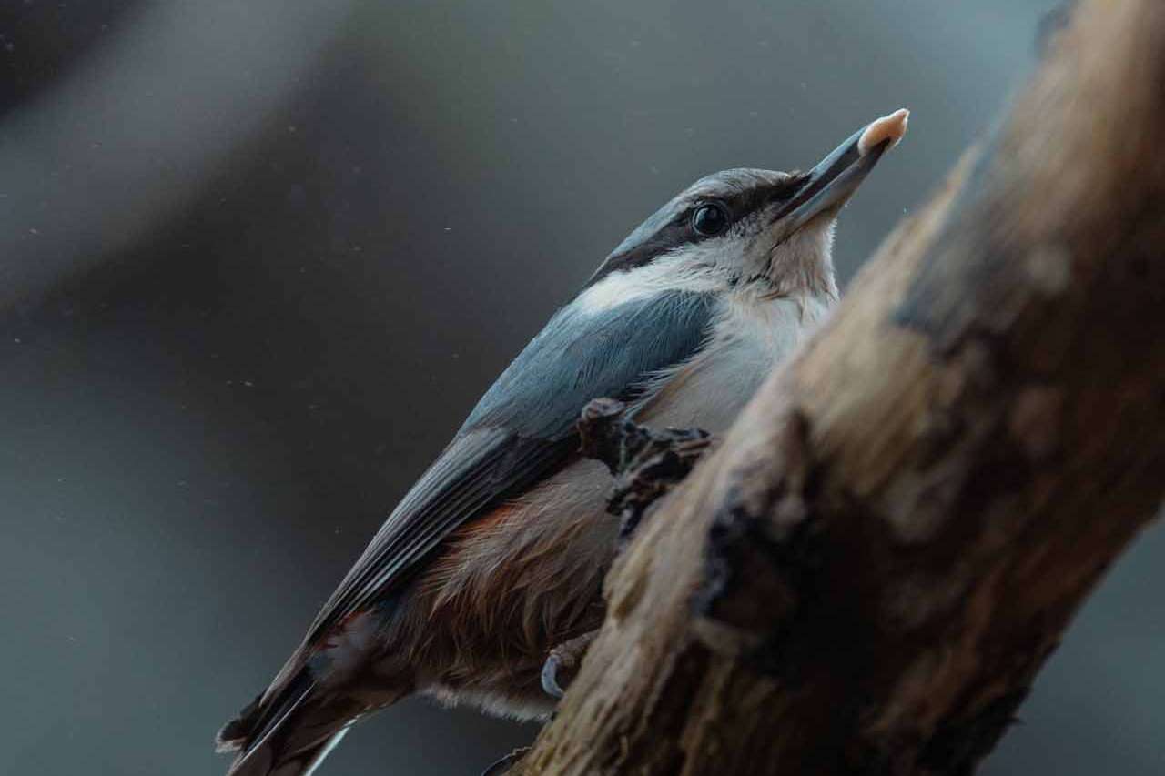 © Emil Alenius. Sveriges Unga Naturfotografer.