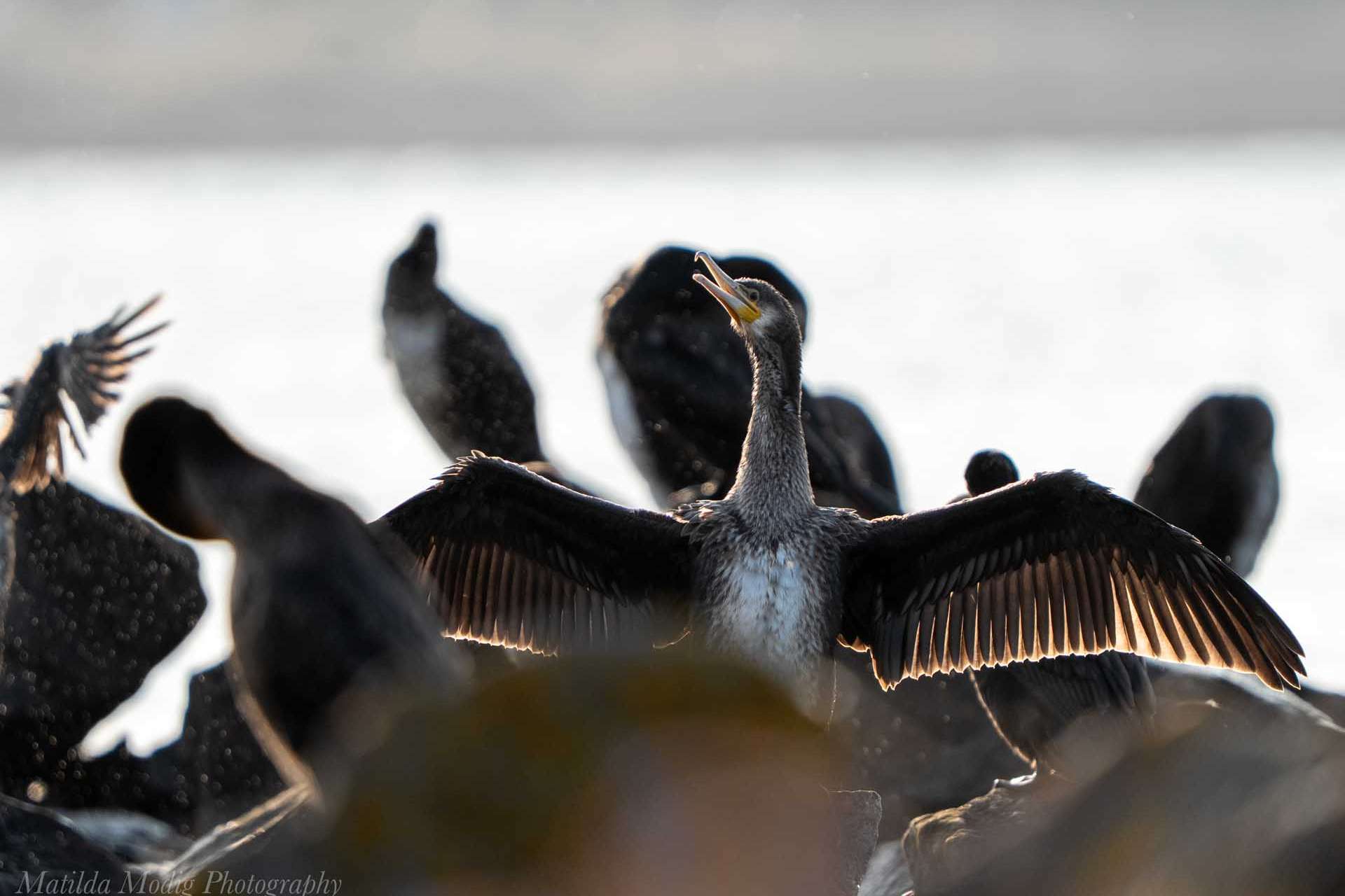 © Matilda Modig. Sveriges Unga Naturfotografer.