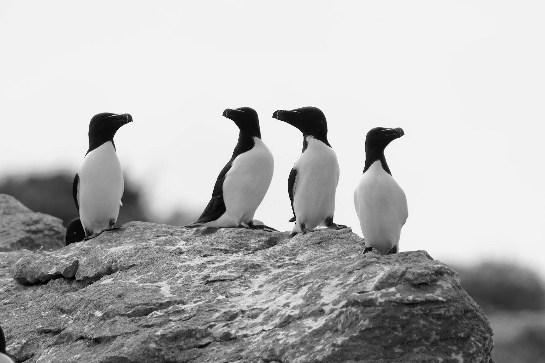 © Albin Nordlund. Sveriges Unga Naturfotografer.