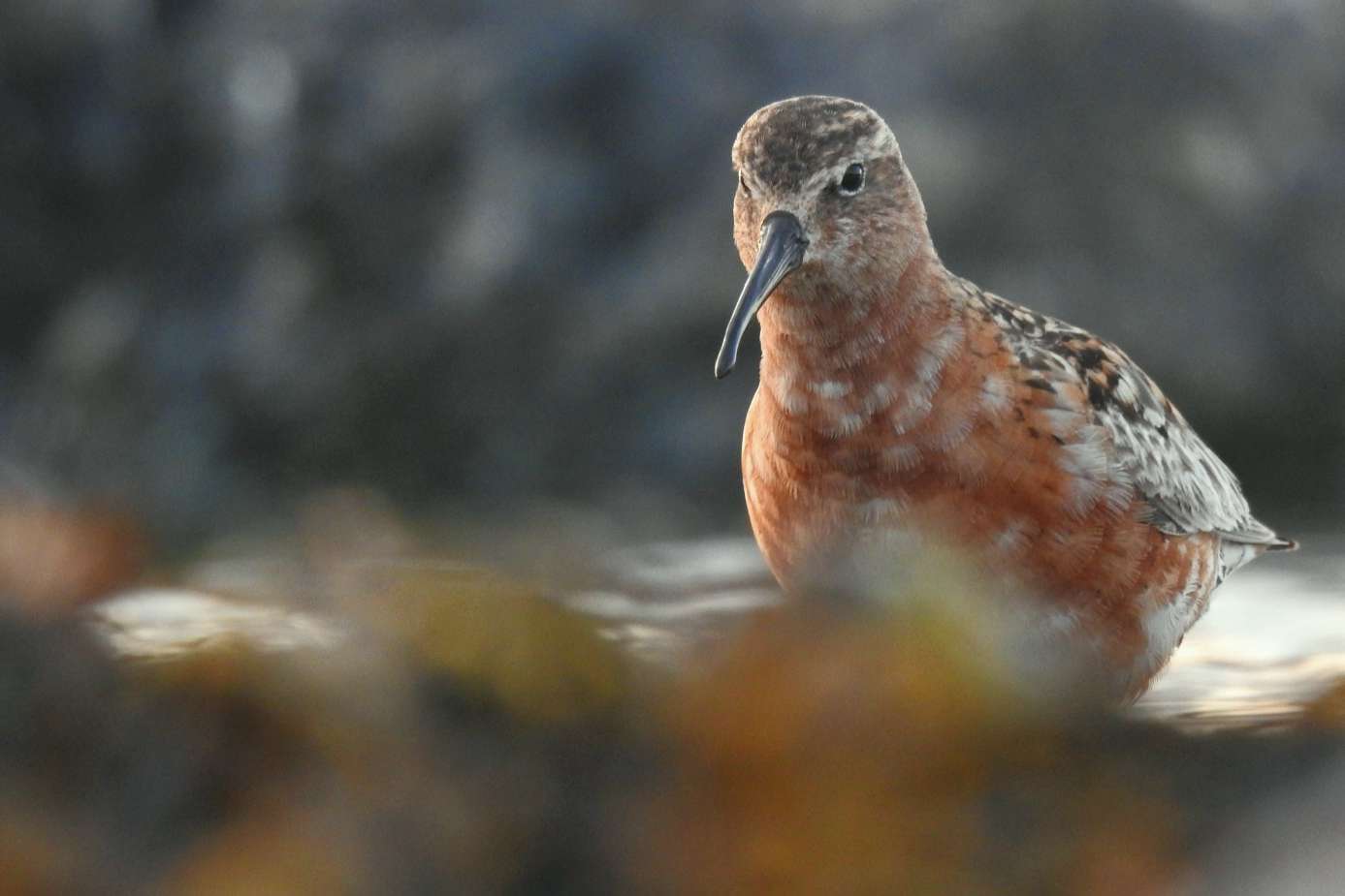 © Albin Nordlund. Sveriges Unga Naturfotografer.