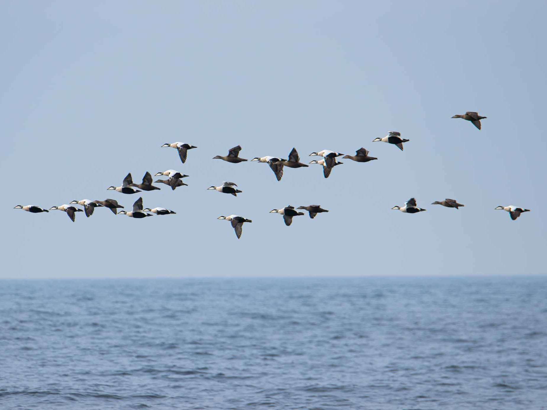 © Maya Eriksson. Sveriges Unga Naturfotografer.