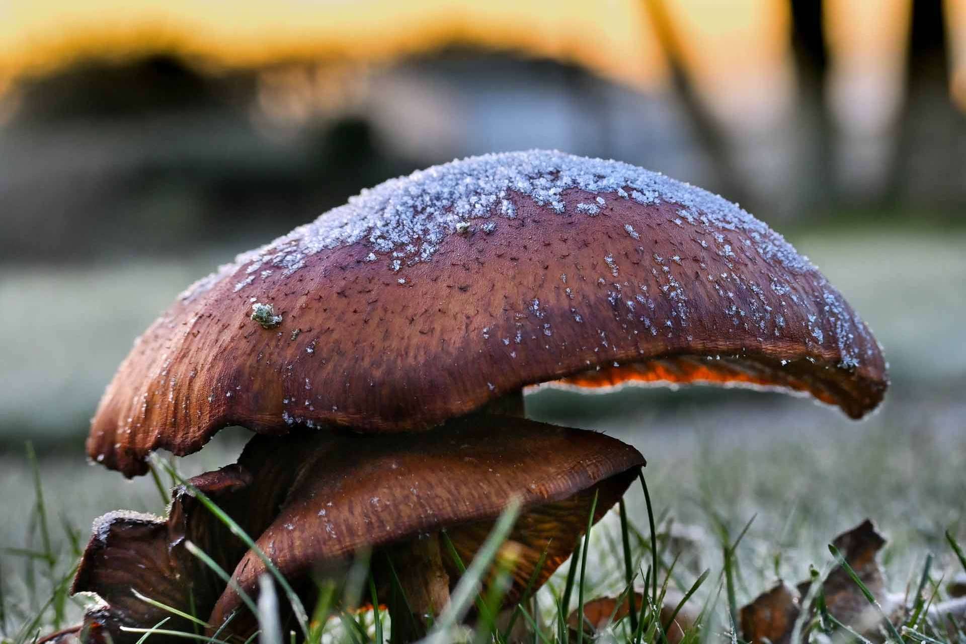 © Oscar Dahl. Sveriges Unga Naturfotografer.