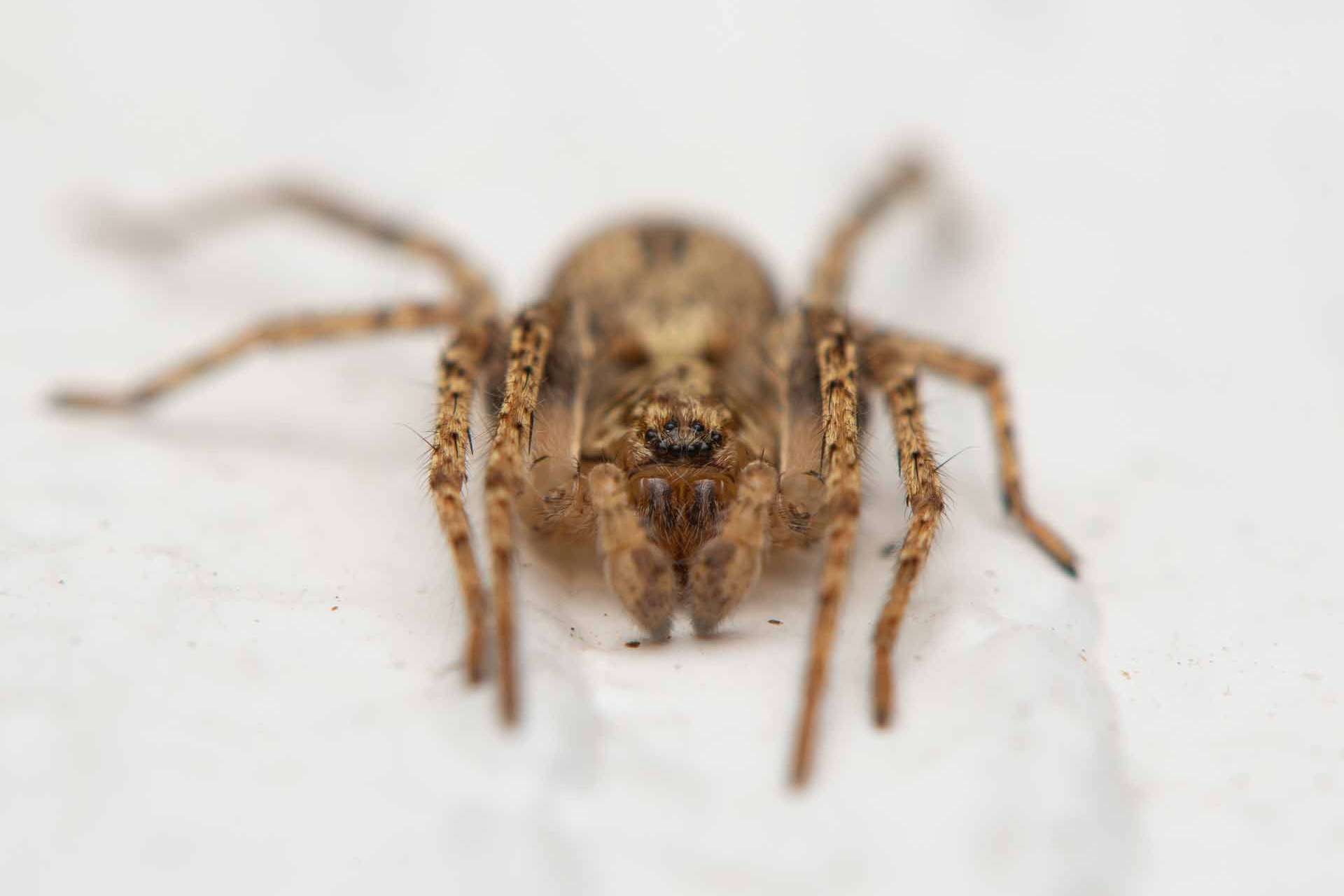 © Maya Eriksson. Sveriges Unga Naturfotografer.