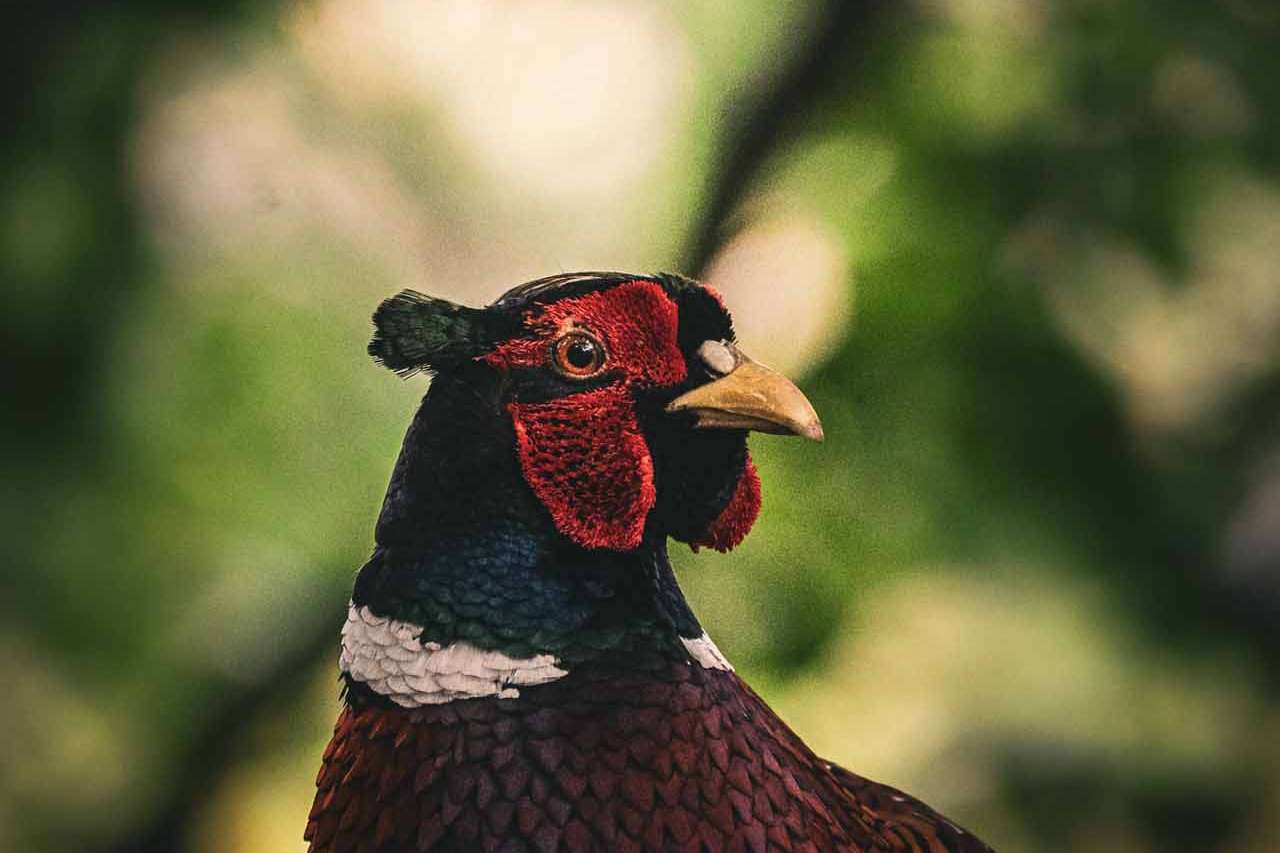 © Oscar Dahl. Sveriges Unga Naturfotografer.