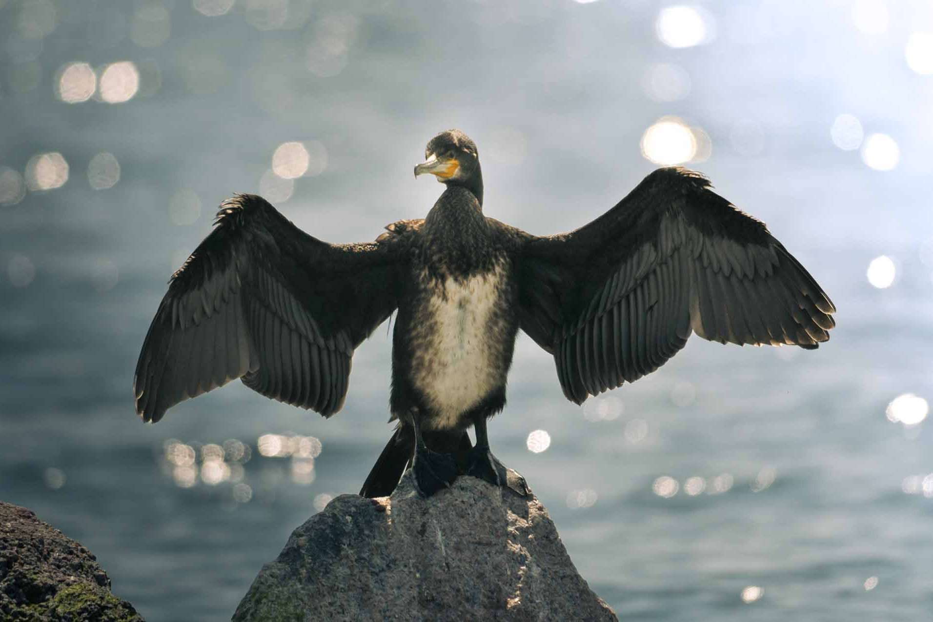 © Oscar Dahl. Sveriges Unga Naturfotografer.