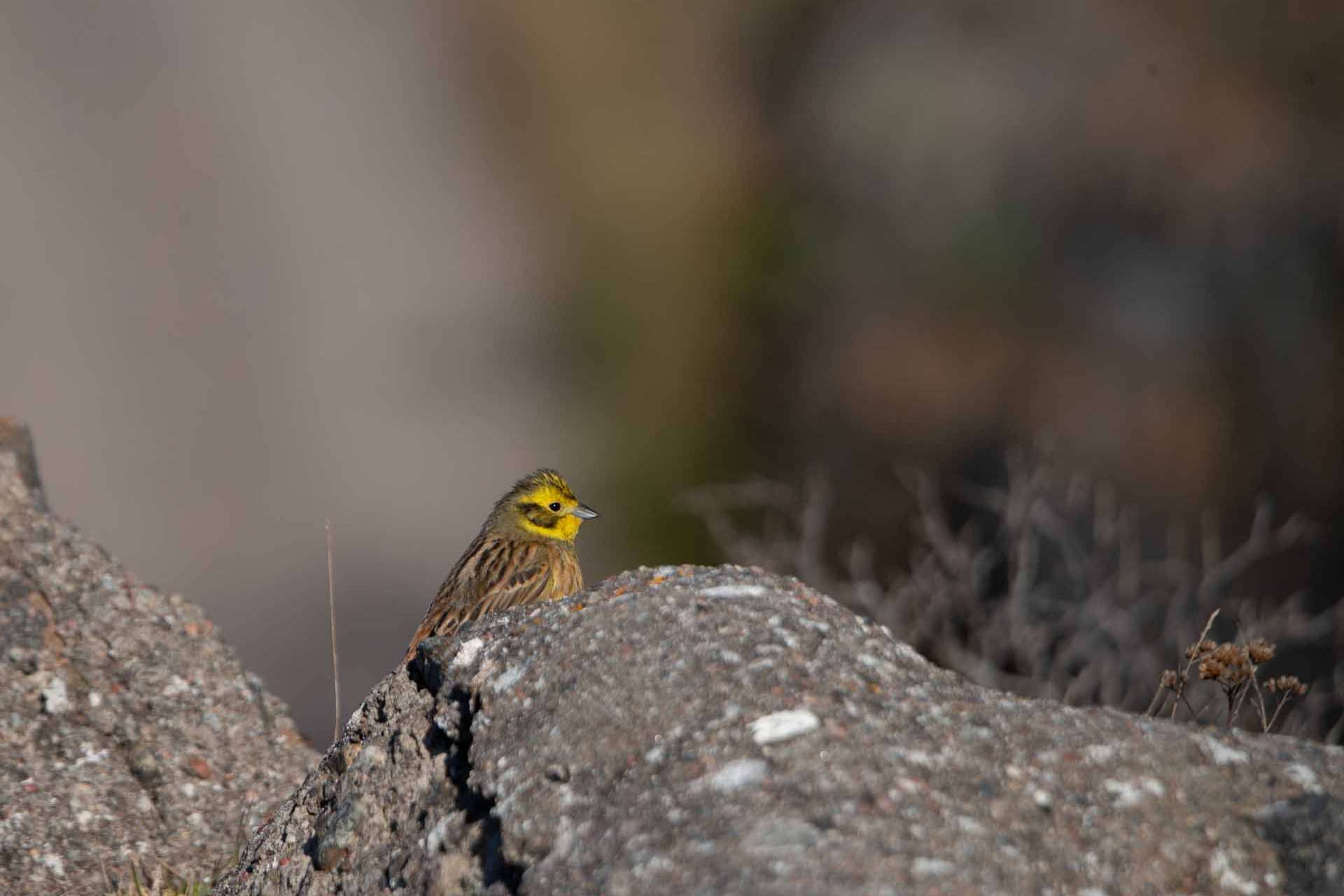 © Frans Laurin. Sveriges Unga Naturfotografer.