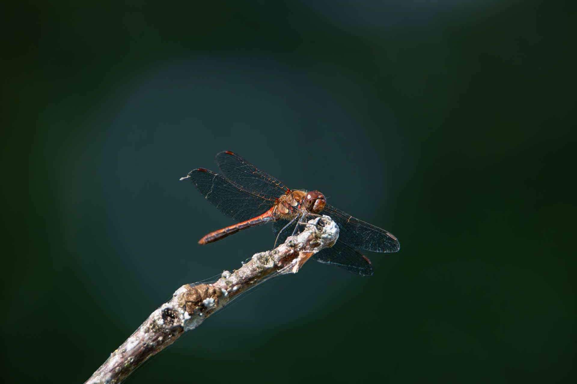 © Maya Eriksson. Sveriges Unga Naturfotografer.