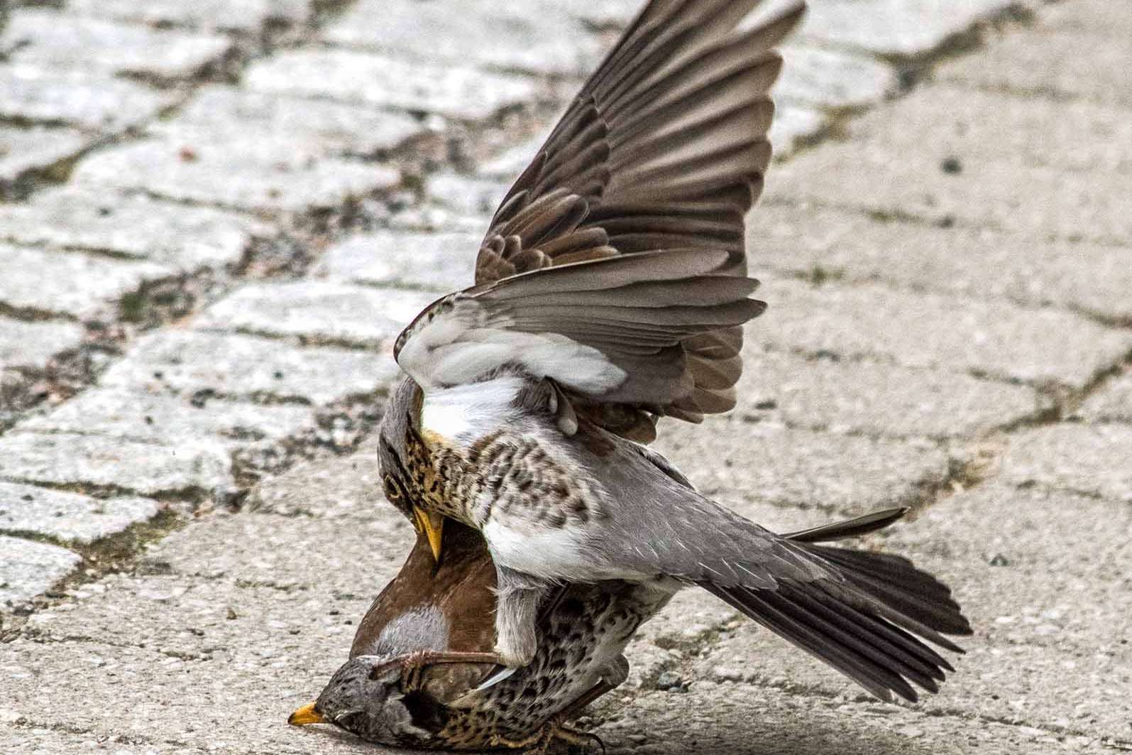 © Vivian Rahmqvist. Sveriges Unga Naturfotografer.