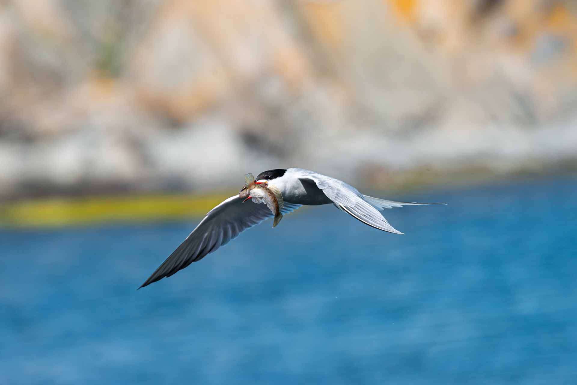 © Frans Laurin. Sveriges Unga Naturfotografer.
