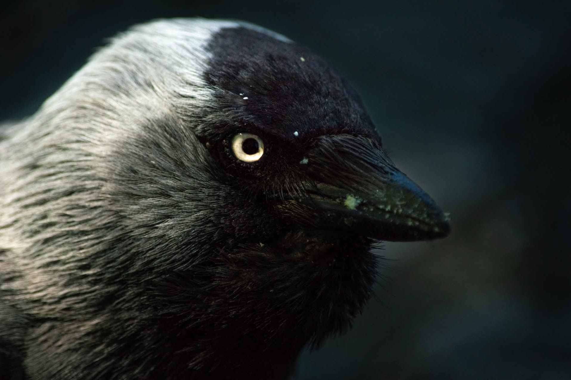 © Vivian Rahmqvist. Sveriges Unga Naturfotografer.
