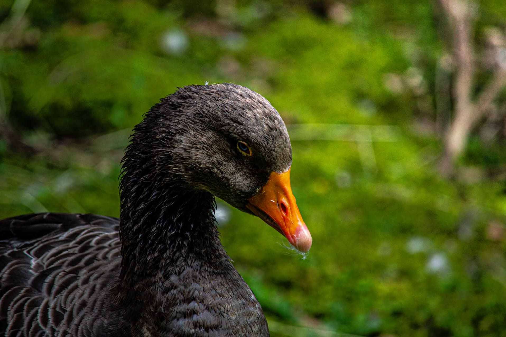 © Vivian Rahmqvist. Sveriges Unga Naturfotografer.