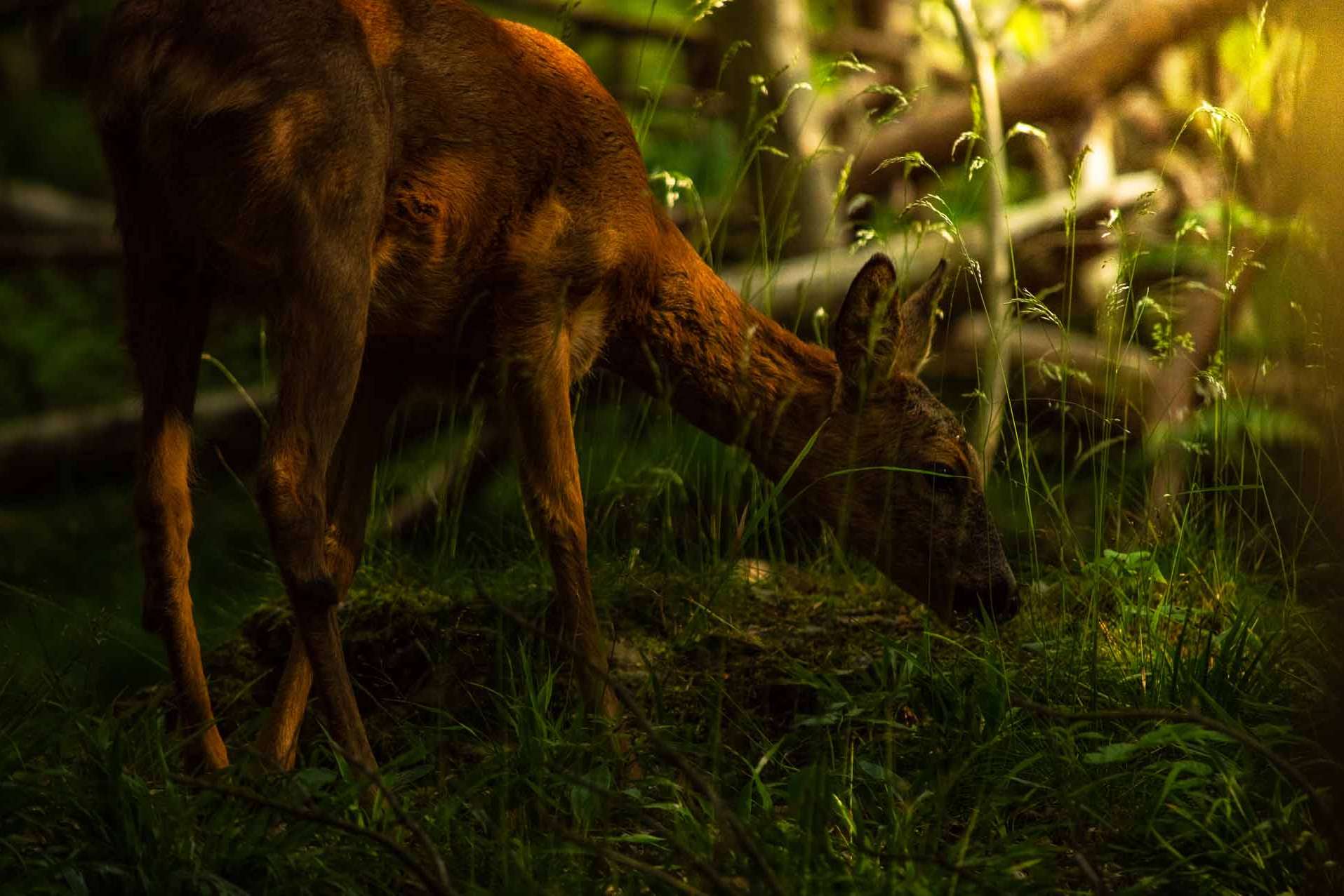 © Vivian Rahmqvist. Sveriges Unga Naturfotografer.