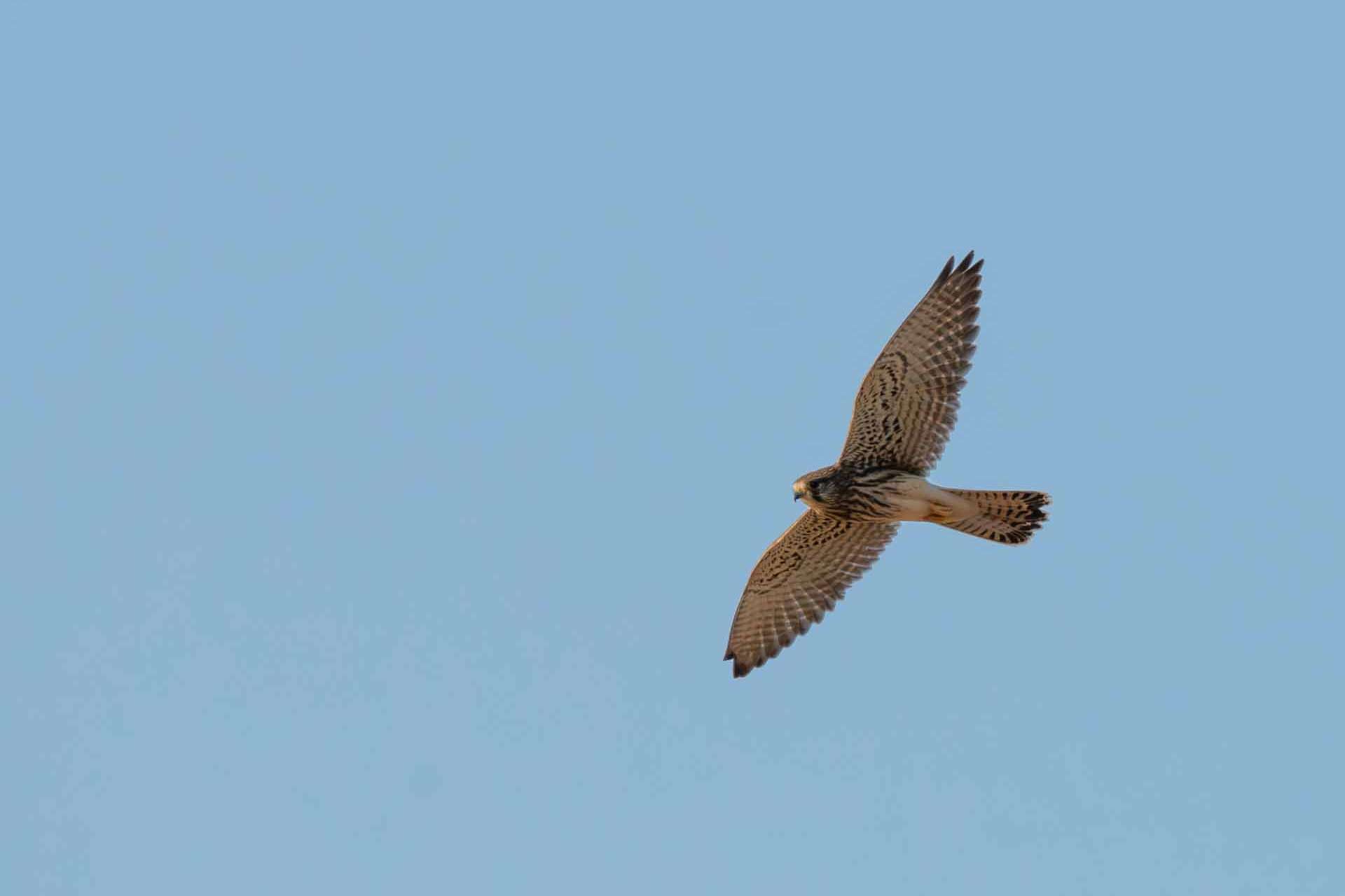 © Frans Laurin. Sveriges Unga Naturfotografer.