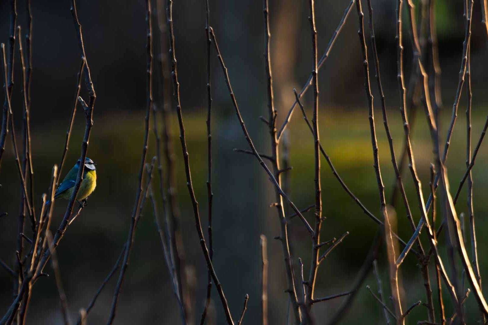 © Frans Laurin. Sveriges Unga Naturfotografer.