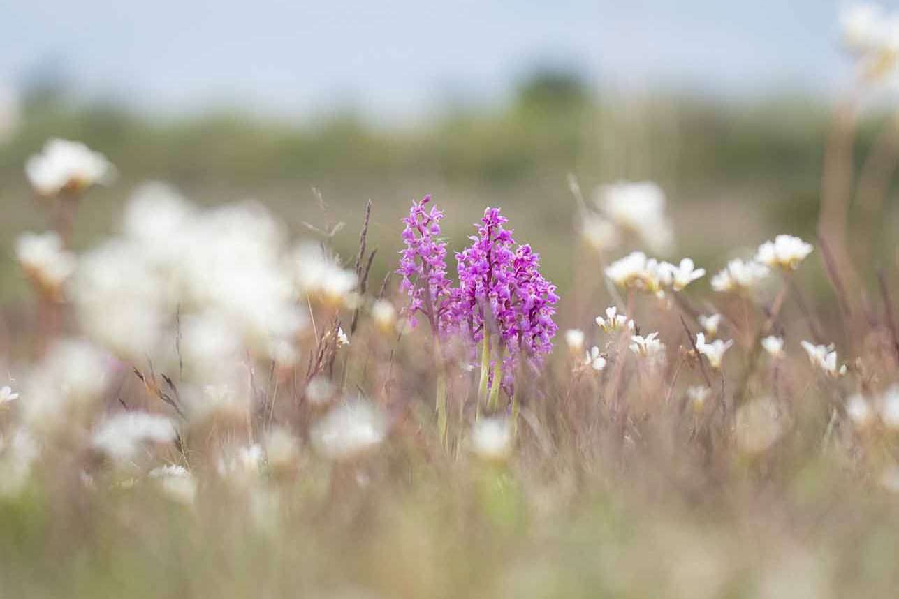 © Maya Eriksson. Sveriges Unga Naturfotografer.
