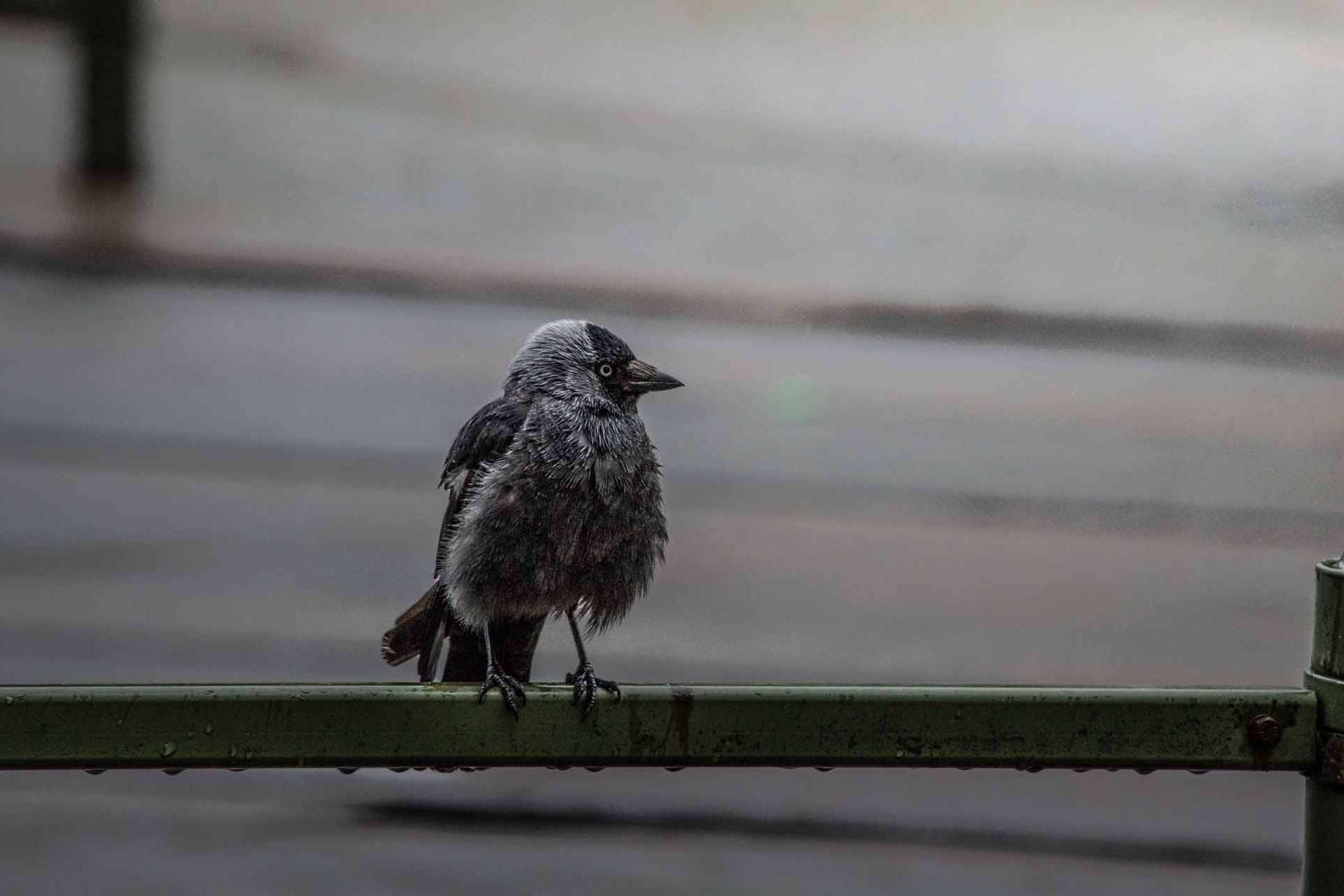 © Vivian Rahmqvist. Sveriges Unga Naturfotografer.