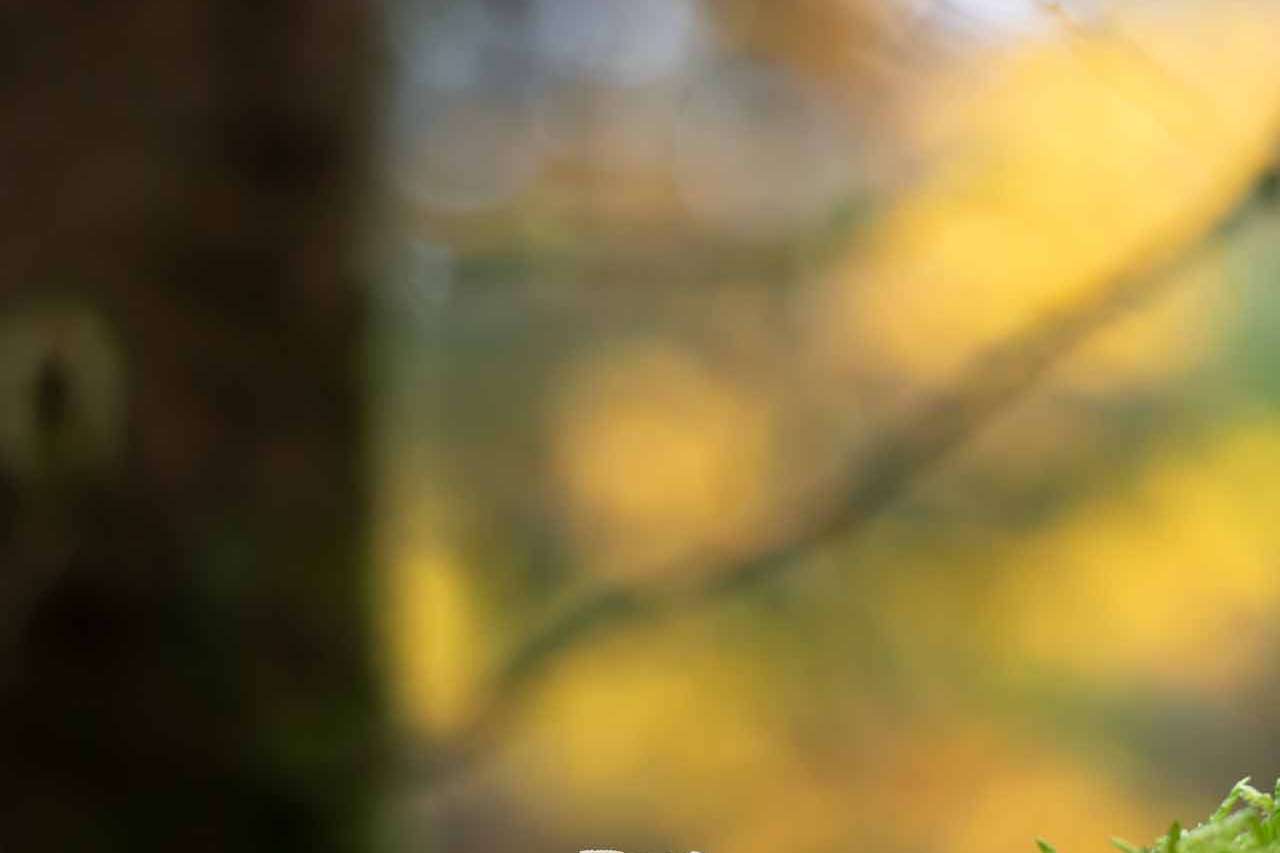 © Maya Eriksson. Sveriges Unga Naturfotografer.