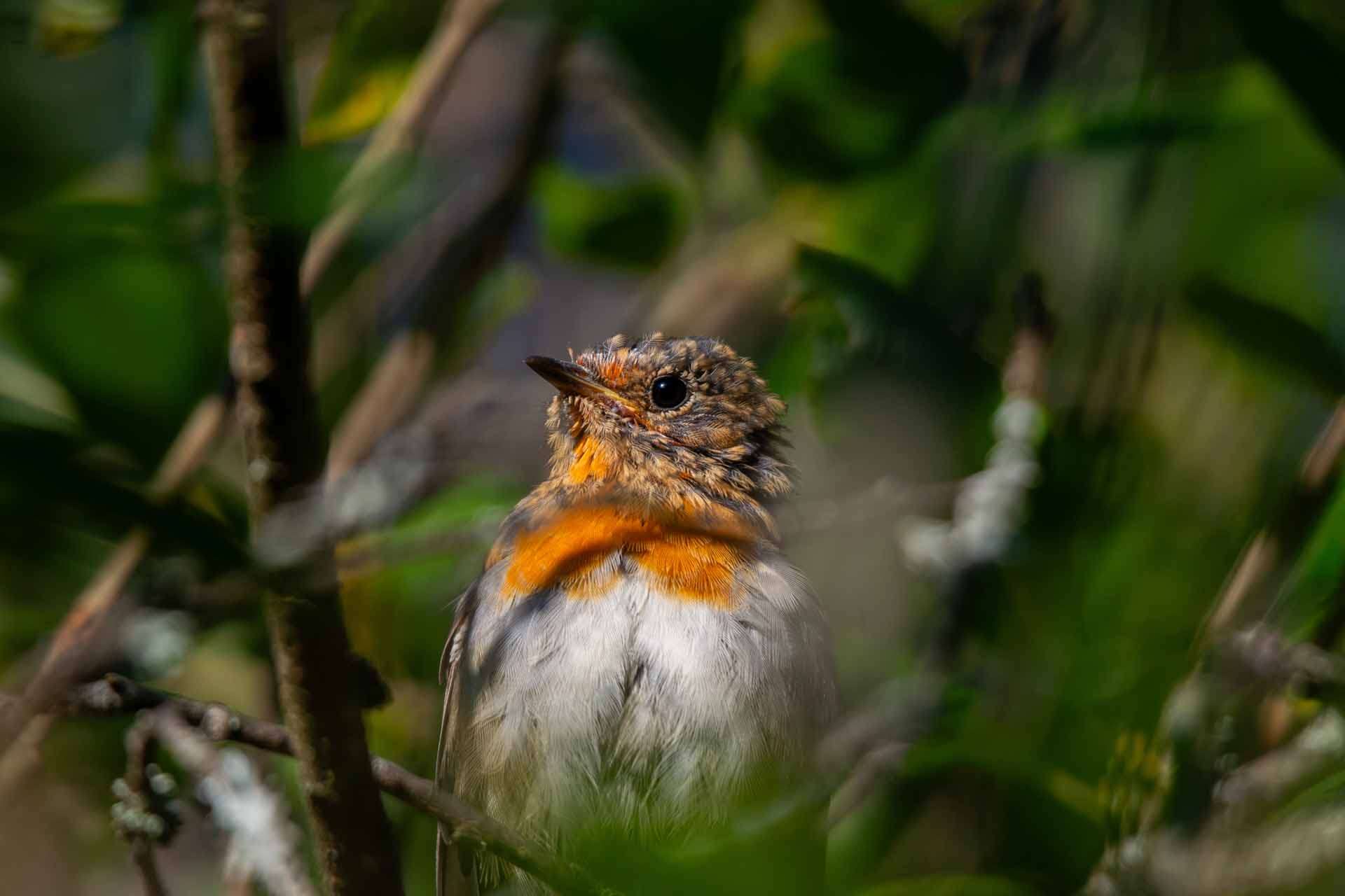 © Frans Laurin. Sveriges Unga Naturfotografer.