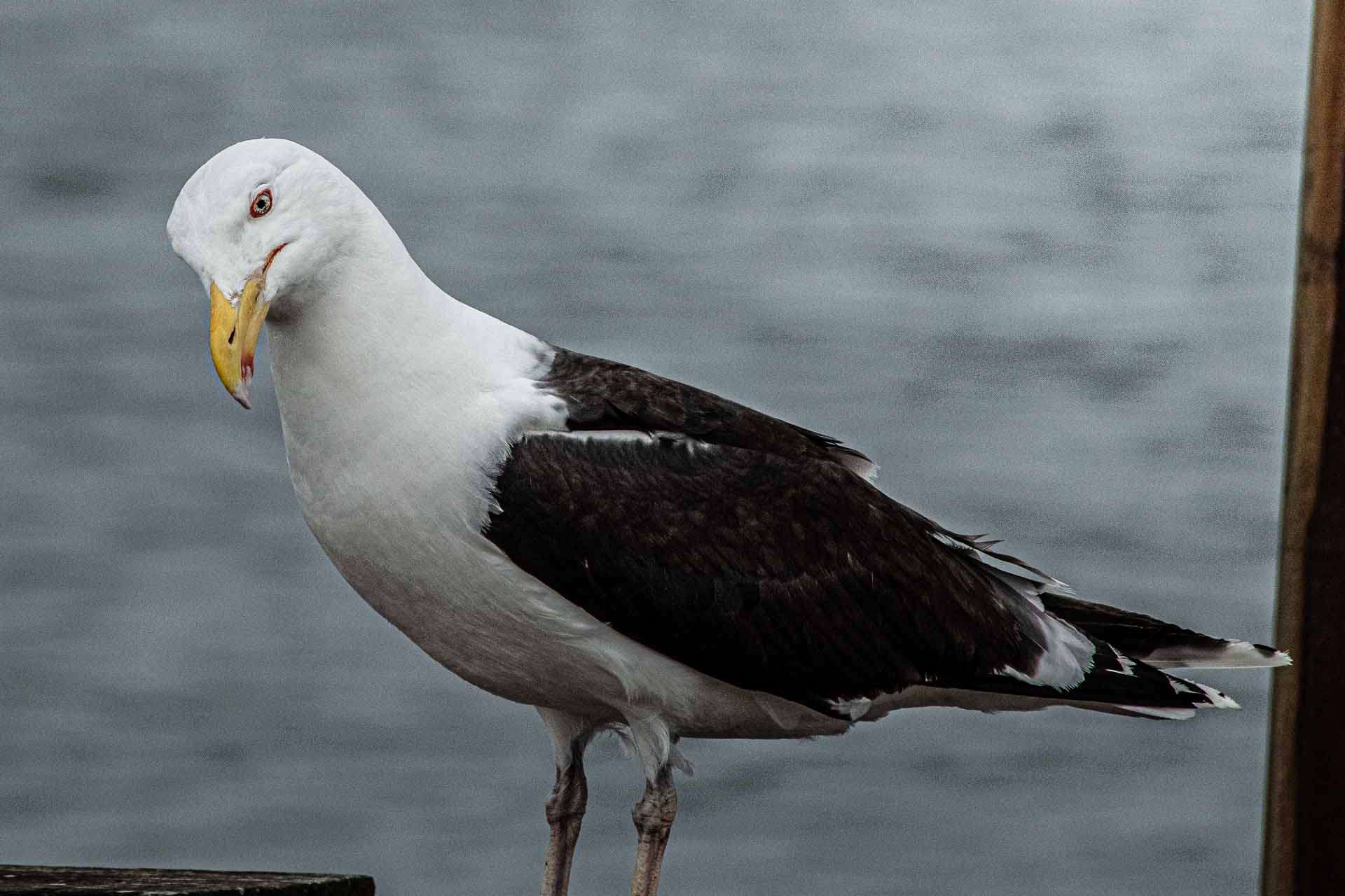 © Vivian Rahmqvist. Sveriges Unga Naturfotografer.