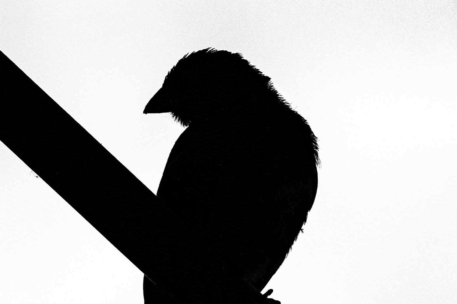 © Vivian Rahmqvist. Sveriges Unga Naturfotografer.
