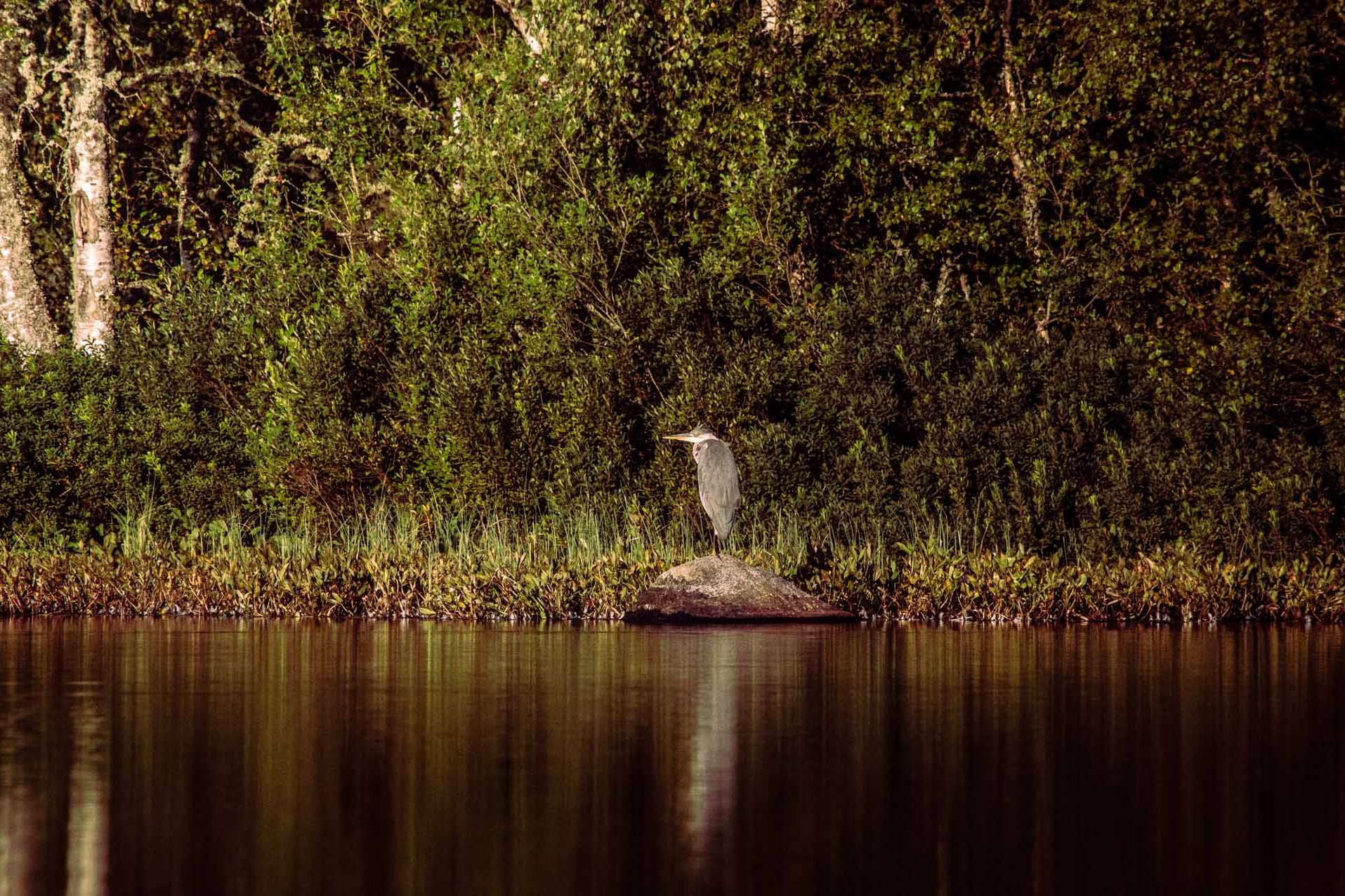 © Vivian Rahmqvist. Sveriges Unga Naturfotografer.