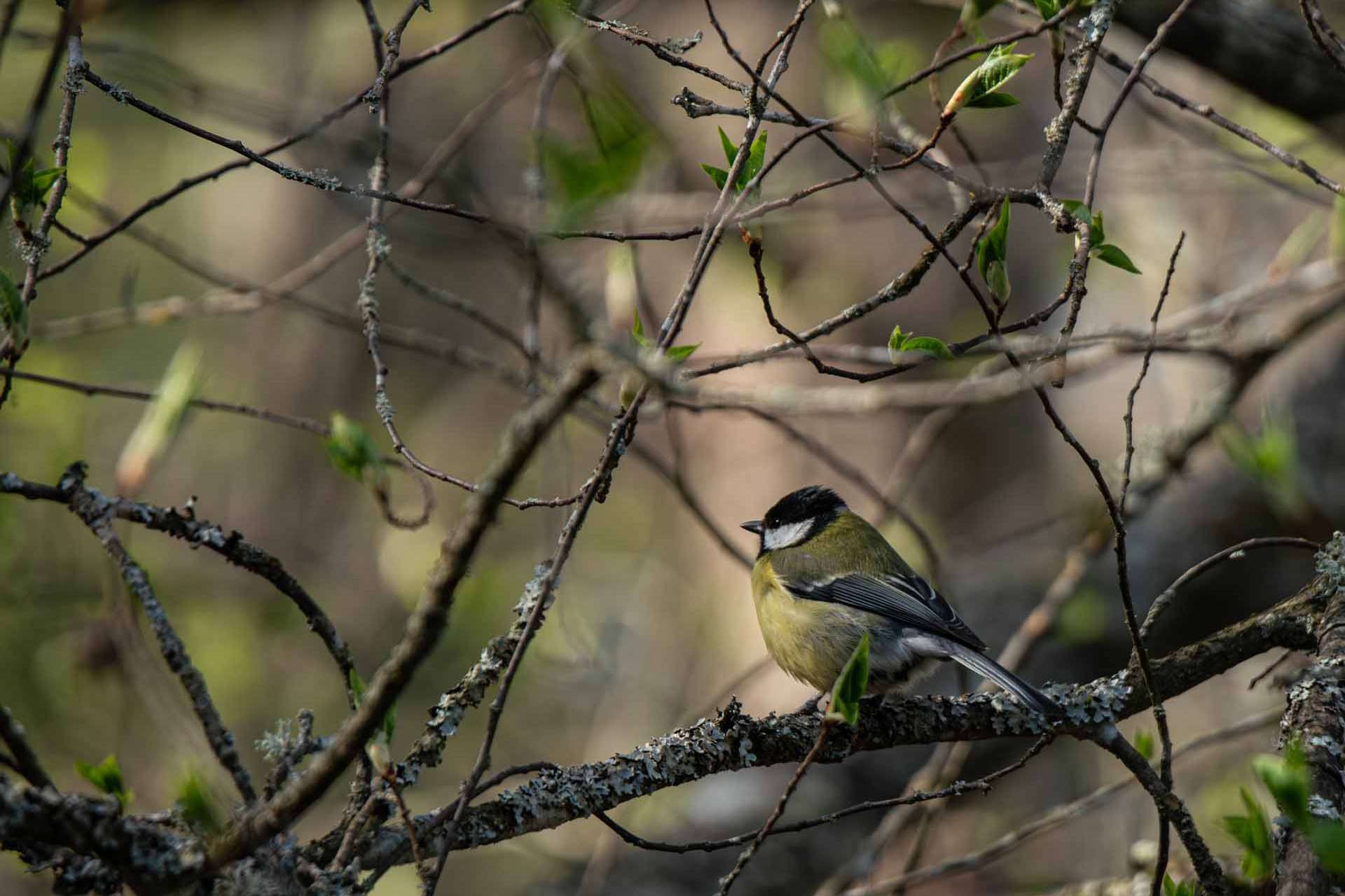 © Frans Laurin. Sveriges Unga Naturfotografer.