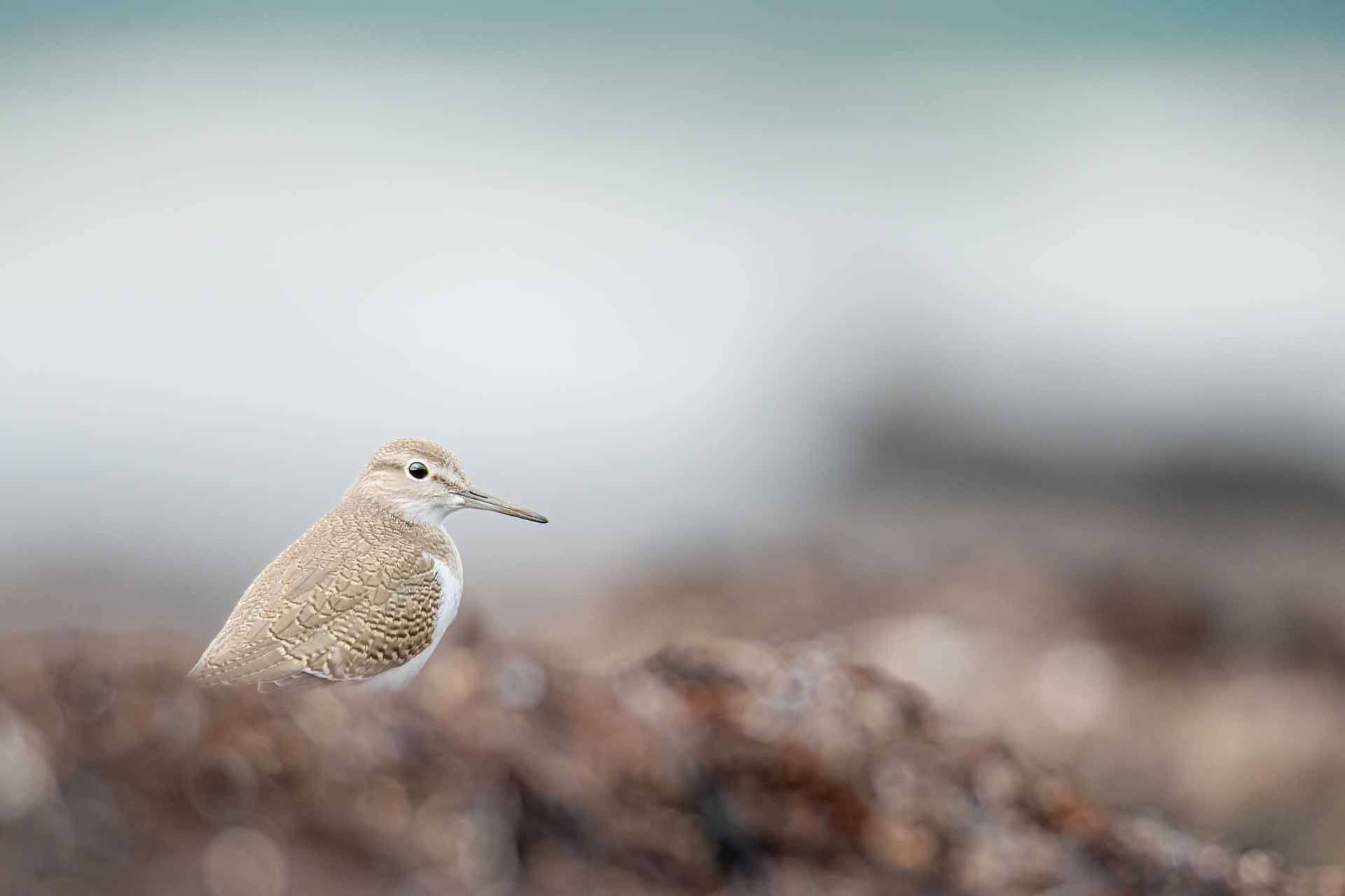 © Nikolai Linander. Sveriges Unga Naturfotografer.