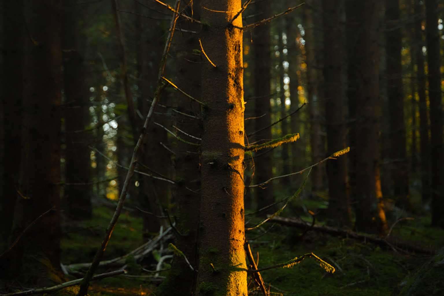 © Gabriel Emanuelsson. Sveriges Unga Naturfotografer.