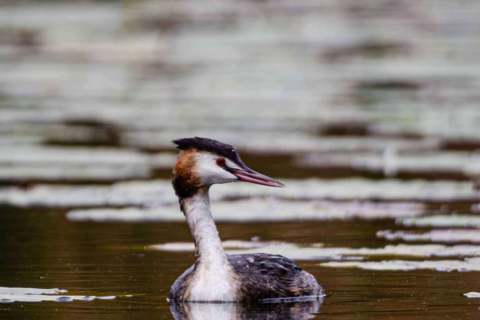 © Frans Laurin. Sveriges Unga Naturfotografer.