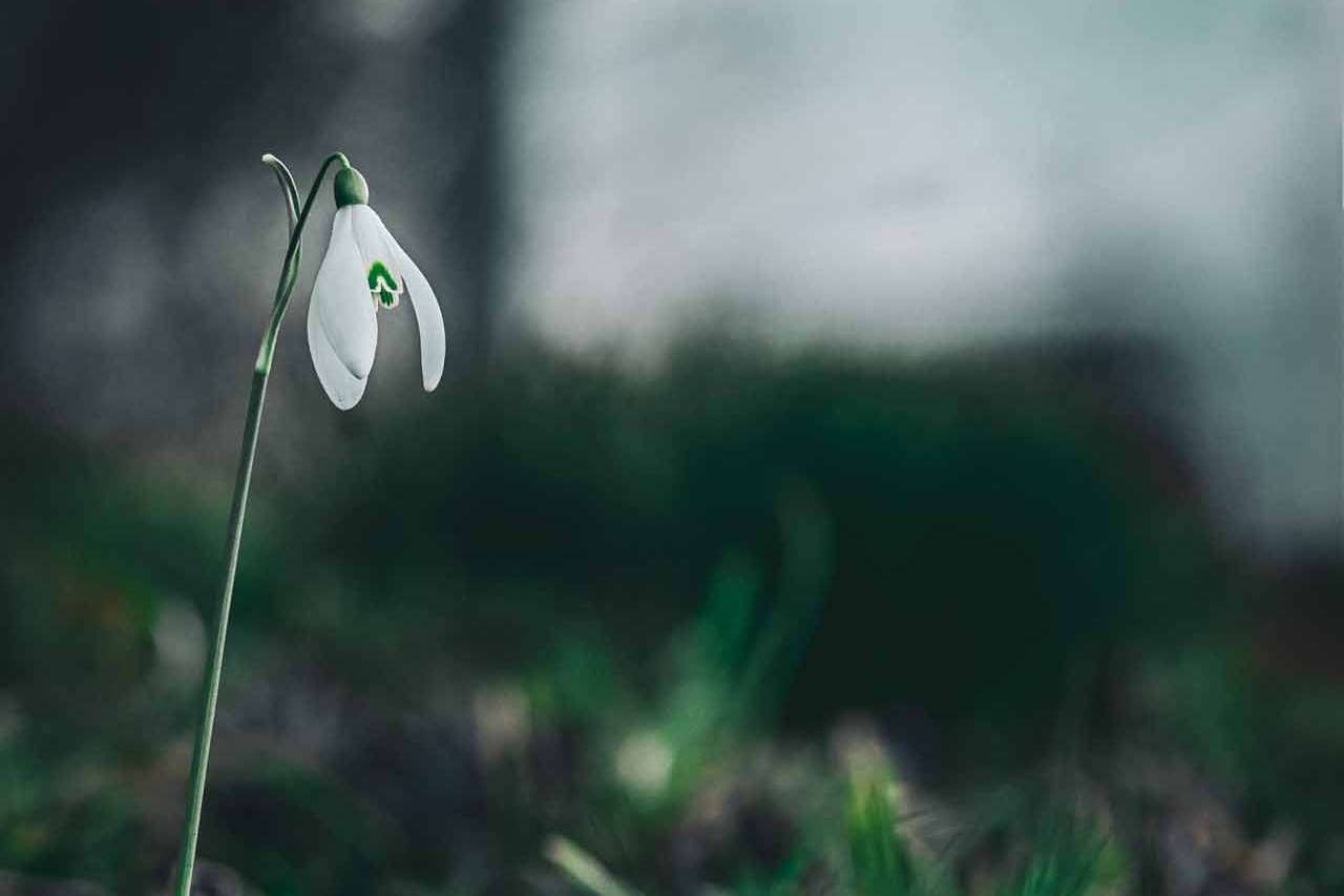 © Oscar Dahl. Sveriges Unga Naturfotografer.