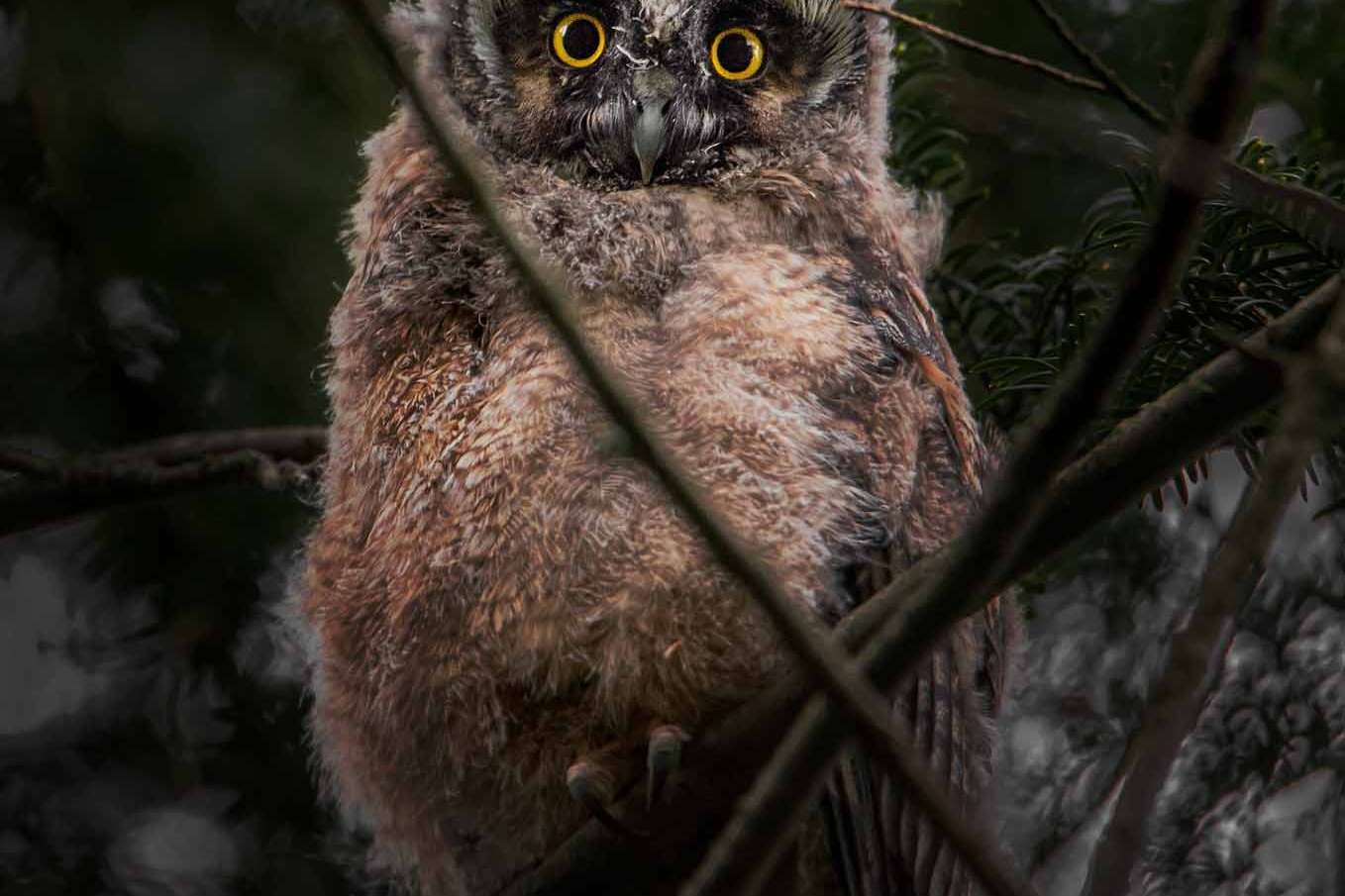 © Nikolai Linander. Sveriges Unga Naturfotografer.