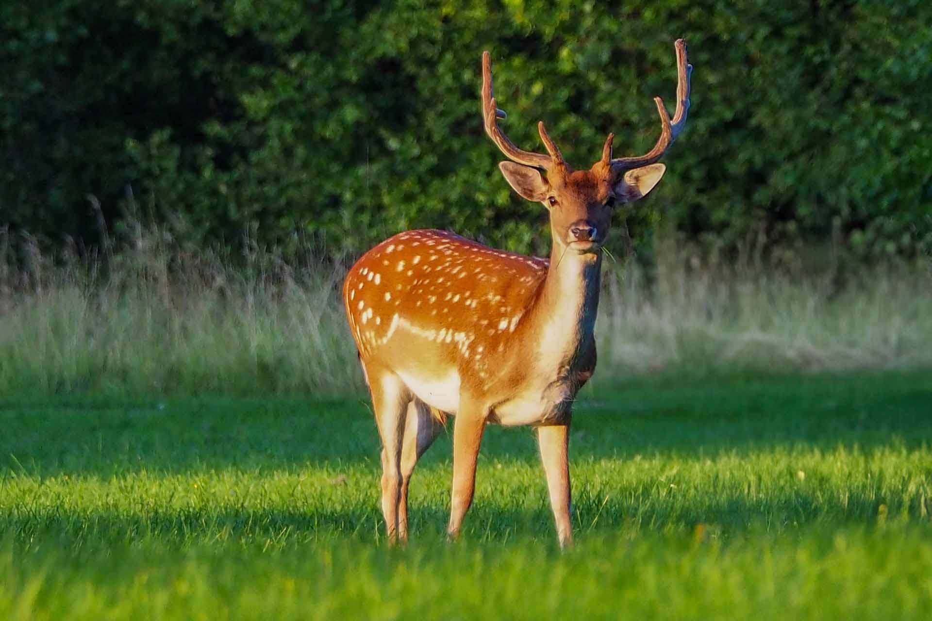 © Emma Sandstedt. Sveriges Unga Naturfotografer.