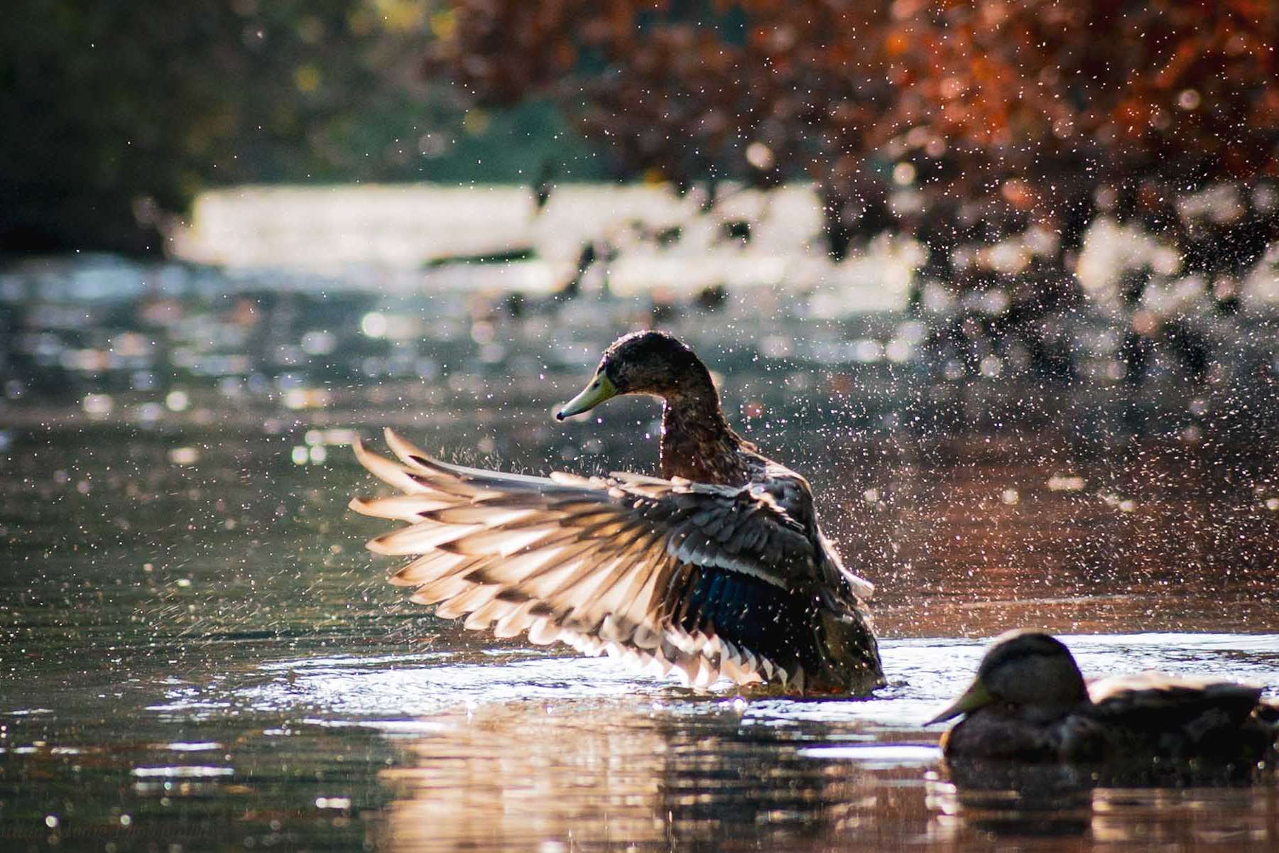 © Matilda Modig. Sveriges Unga Naturfotografer.